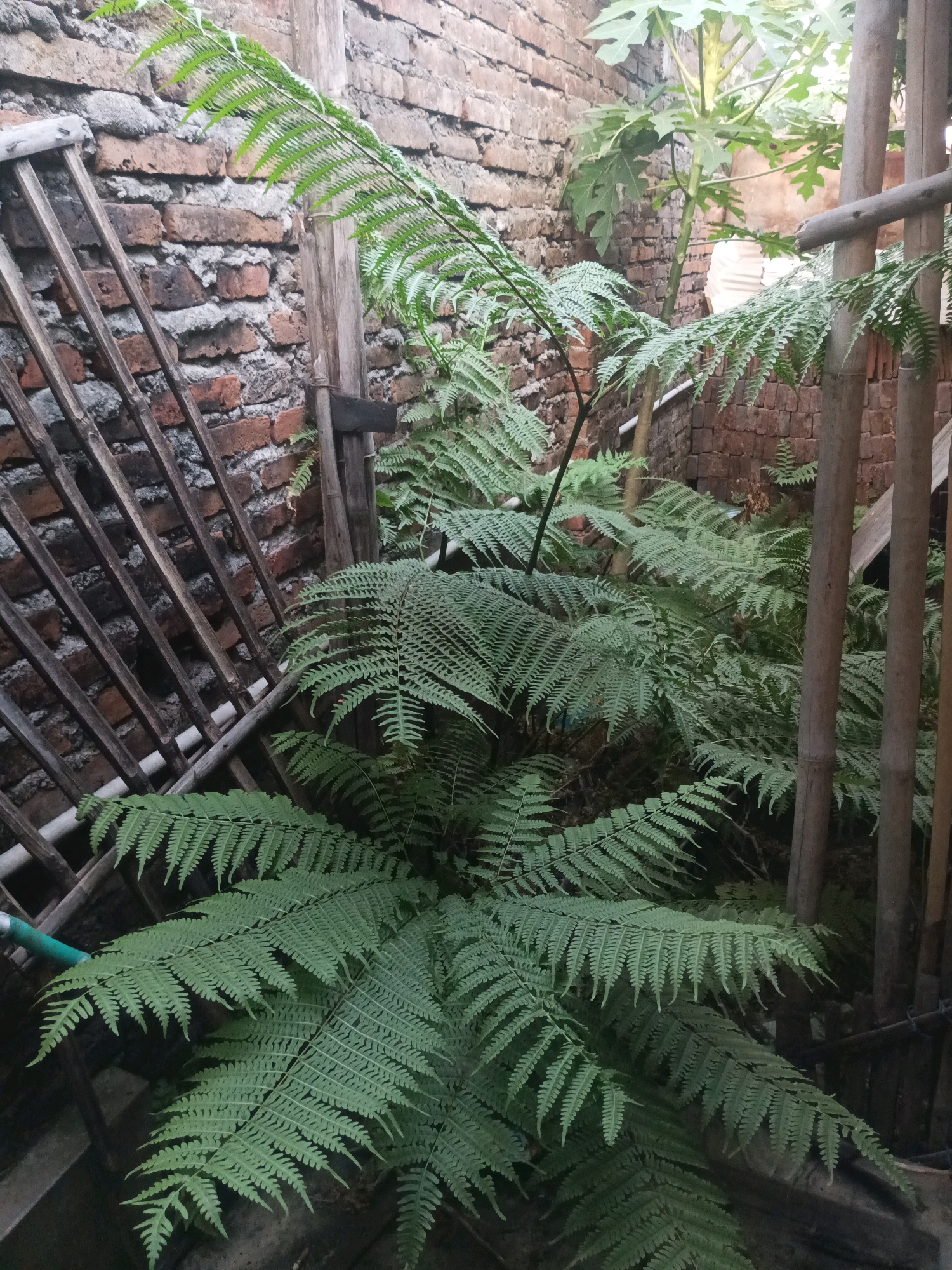 In a narrow alleyway in Ngrendeng, Indonesia, a dense cluster of lush green ferns thrives against a weathered brick wall. To the left, a slatted wooden screen leans against the wall, its weathered planks creating a diagonal pattern. In the center, a papaya tree, its large, palmate leaves reaching upwards, stands tall amidst the ferns. Bamboo poles are visible on the right side of the image, forming part of a rustic structure, and the ground is covered in dark soil. The scene is enclosed, suggesting a private courtyard or a sheltered outdoor space.