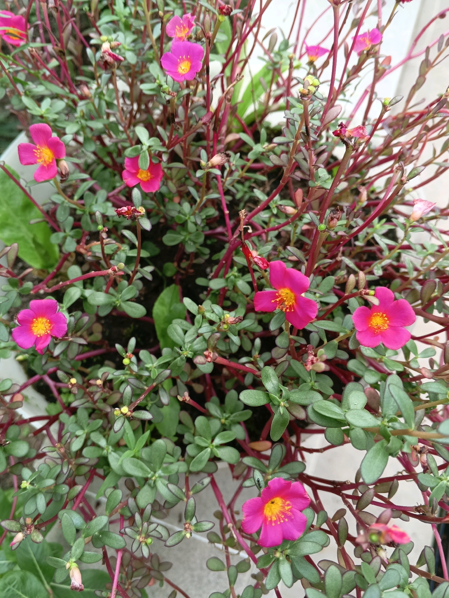 In Sylhet, Bangladesh, a close-up, overhead shot captures a profusion of vibrant pink purslane flowers blooming in a planter. The flowers, each with five delicate petals and a bright yellow center, are scattered amongst fleshy, green leaves and thin, reddish-purple stems. Some buds are visible, hinting at future blooms. The background is a soft blur of green foliage and the white rim of the planter, suggesting an outdoor urban setting. There are no people or animals visible in the frame.