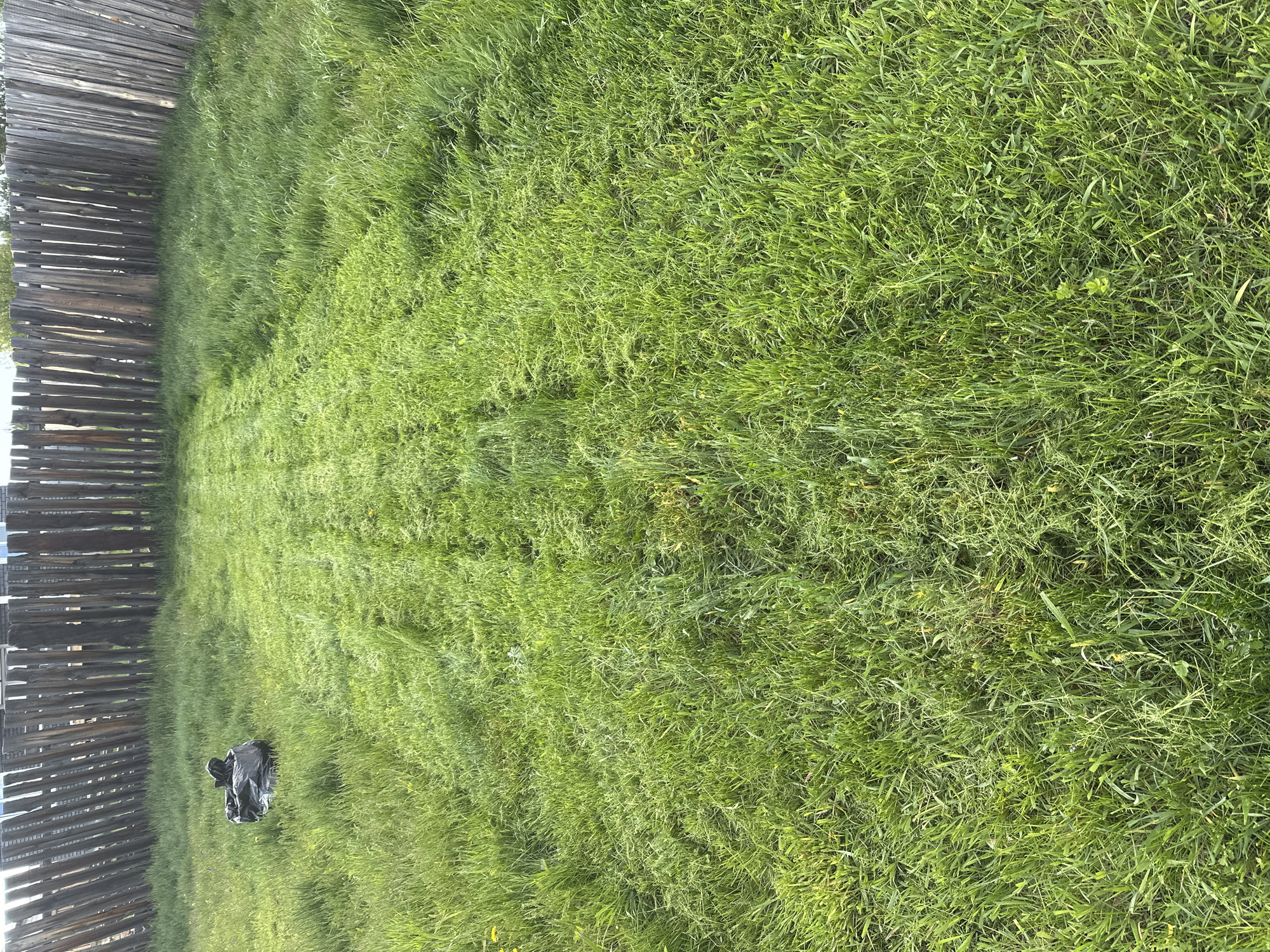 This media file depicts an outdoor scene in Kuda, Russia, featuring a vibrant green grassy area adjacent to a rustic wooden fence. The fence, constructed from weathered, unpainted vertical wooden planks or logs, forms the left boundary of the image. The expansive grassy field exhibits varying heights, with clear stripes of recently mowed, shorter grass intermingled with areas of taller, more overgrown blades, indicating an ongoing or partial lawn maintenance activity. Bright natural daylight illuminates the scene, suggesting clear weather conditions during the day. In the lower-left portion of the grass, a dark, crumpled object, resembling a black plastic bag or fabric, is visible. There are no people present, nor is any text discernible in the image. The overall setting suggests a rural or semi-rural environment.