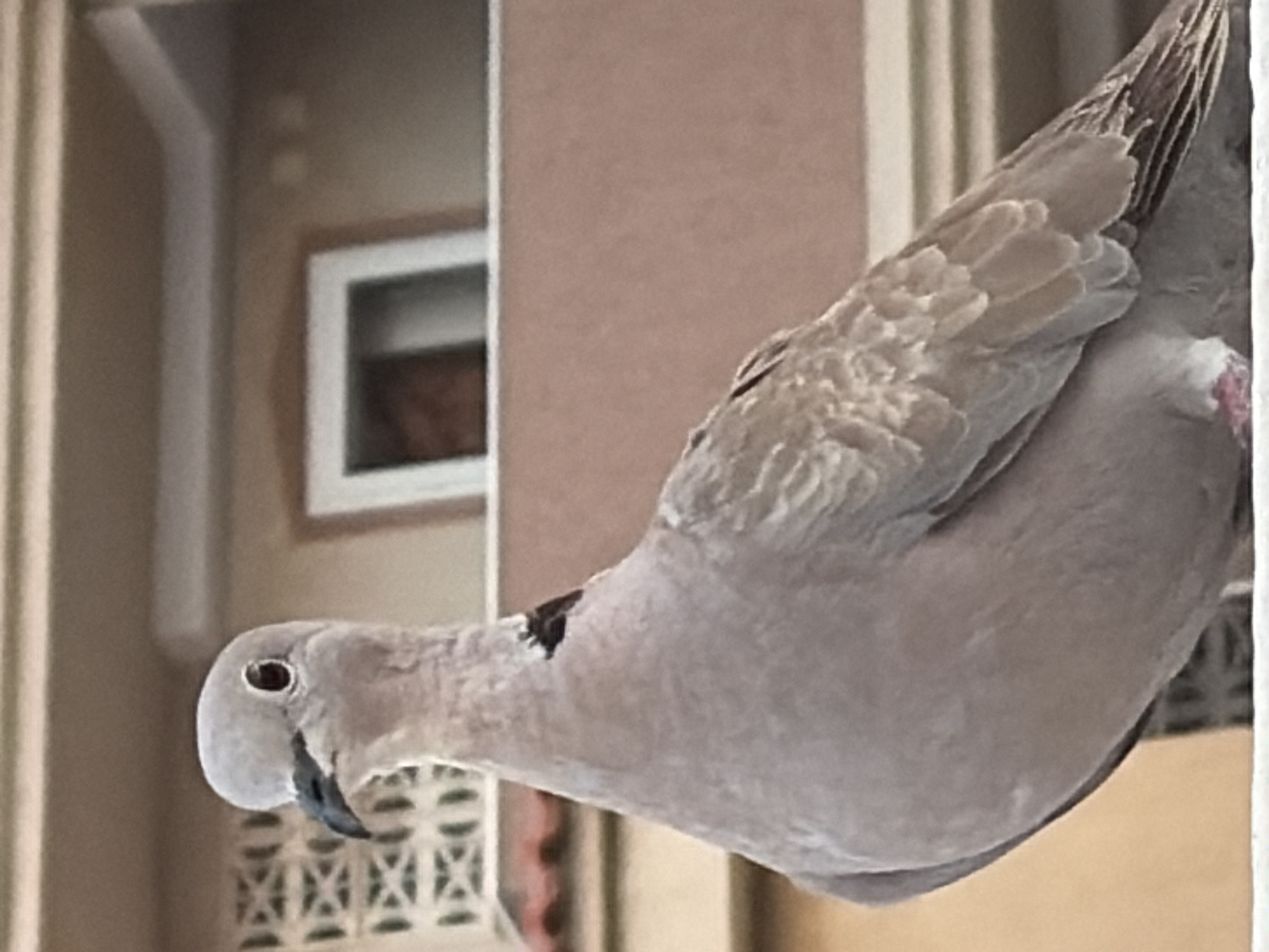 A Eurasian collared-dove is perched on a white ledge, facing left. Its head is slightly tilted, revealing a dark eye with a reddish eye-ring and a slender, black beak. The bird's neck displays a distinctive black collar marking. Its plumage is a soft grey, with lighter shades on its breast and darker, textured feathers on its wings and tail. The background features a building with beige walls and decorative white latticework. A window with a dark opening is visible on an upper level. The environment appears to be outdoors, possibly in a residential area of Torrevieja, Spain, given the architectural style. No people are present.