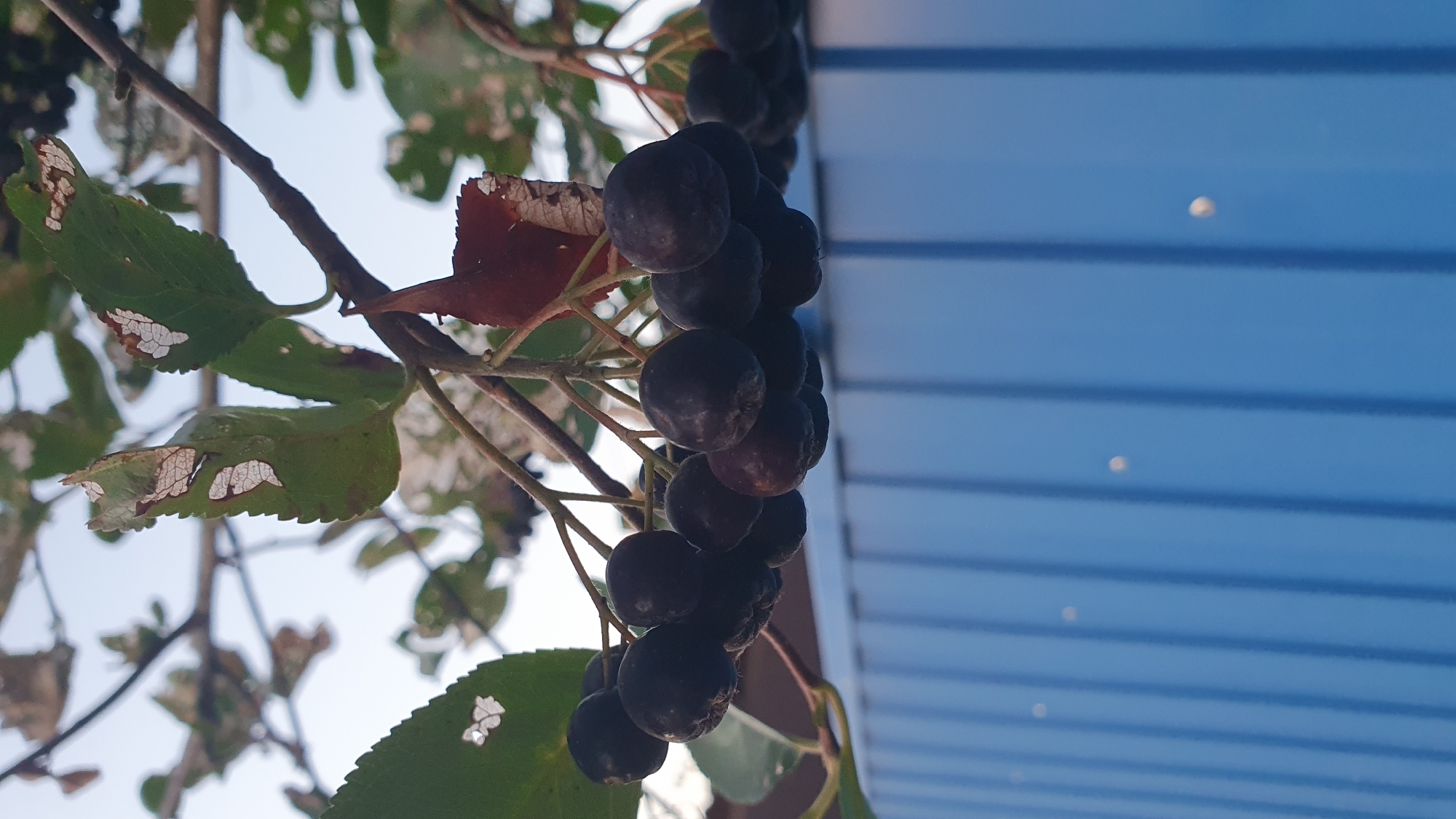 A close-up, low-angle shot shows a cluster of dark berries hanging from a branch, with damaged green leaves visible above. Below the berries, a blue, corrugated metal surface dominates the lower half of the frame. The berries are round and appear to be aronia berries, with a slightly matte finish. The leaves show signs of damage, with large patches of white on their surfaces. The sky, a pale blue, is visible through the branches and leaves. The blue metal surface is textured with vertical ridges and appears to be some sort of siding or wall. There are no people or animals present in the image. The scene is likely outdoors, possibly in a garden or yard, given the presence of the plant and the metal structure. The image does not provide any specific clues about its location in Ust-Labinsk, Russia, beyond general outdoor conditions.