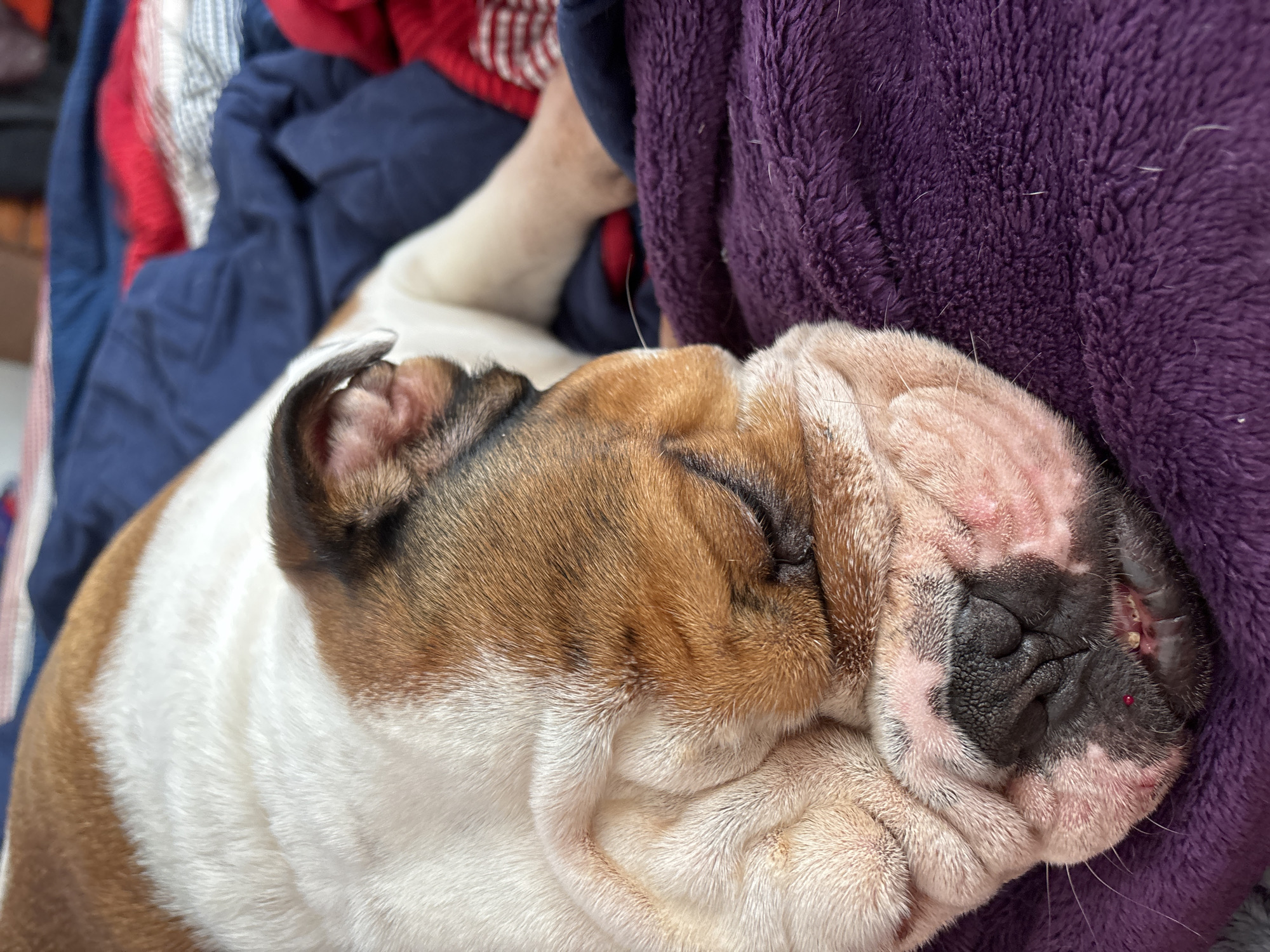 A close-up, high-angle shot captures a peaceful bulldog, likely an English Bulldog, sound asleep and nestled amongst soft fabrics. The dog's fur is predominantly white with large patches of brown and tan, particularly visible on its head and back. Its eyes are closed in deep repose, and its heavily wrinkled face, characteristic of the breed, is prominent. The dog's dark, textured nose and several visible whiskers add to the detail of its snout. A small red spot is noticeable on the pink skin near its nose.
The dog's head rests against a plush, deep purple fleece blanket, which fills the right side of the frame and appears soft and inviting. In the blurred background, to the left and top, other soft textiles are visible, including blue fabric, a red and white striped pattern, and solid red material, suggesting an indoor, cozy environment such as a bed or couch. The scene evokes a feeling of comfort, tranquility, and warmth. There are no people visible, nor any discernible text. While the location context is Mexico City, Mexico, no specific visual cues within the image itself indicate this location.