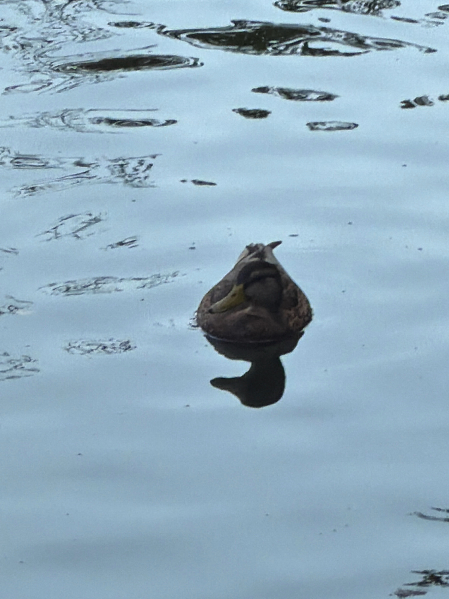 A mallard duck is floating on calm water. The duck is mostly brown with a yellow beak and a green head. The duck's reflection is visible below it. The water is still and reflects the overcast sky. The image appears to have been taken in a park or natural setting within Esch-sur-Alzette, Luxembourg, possibly near the Alzette river or a pond.