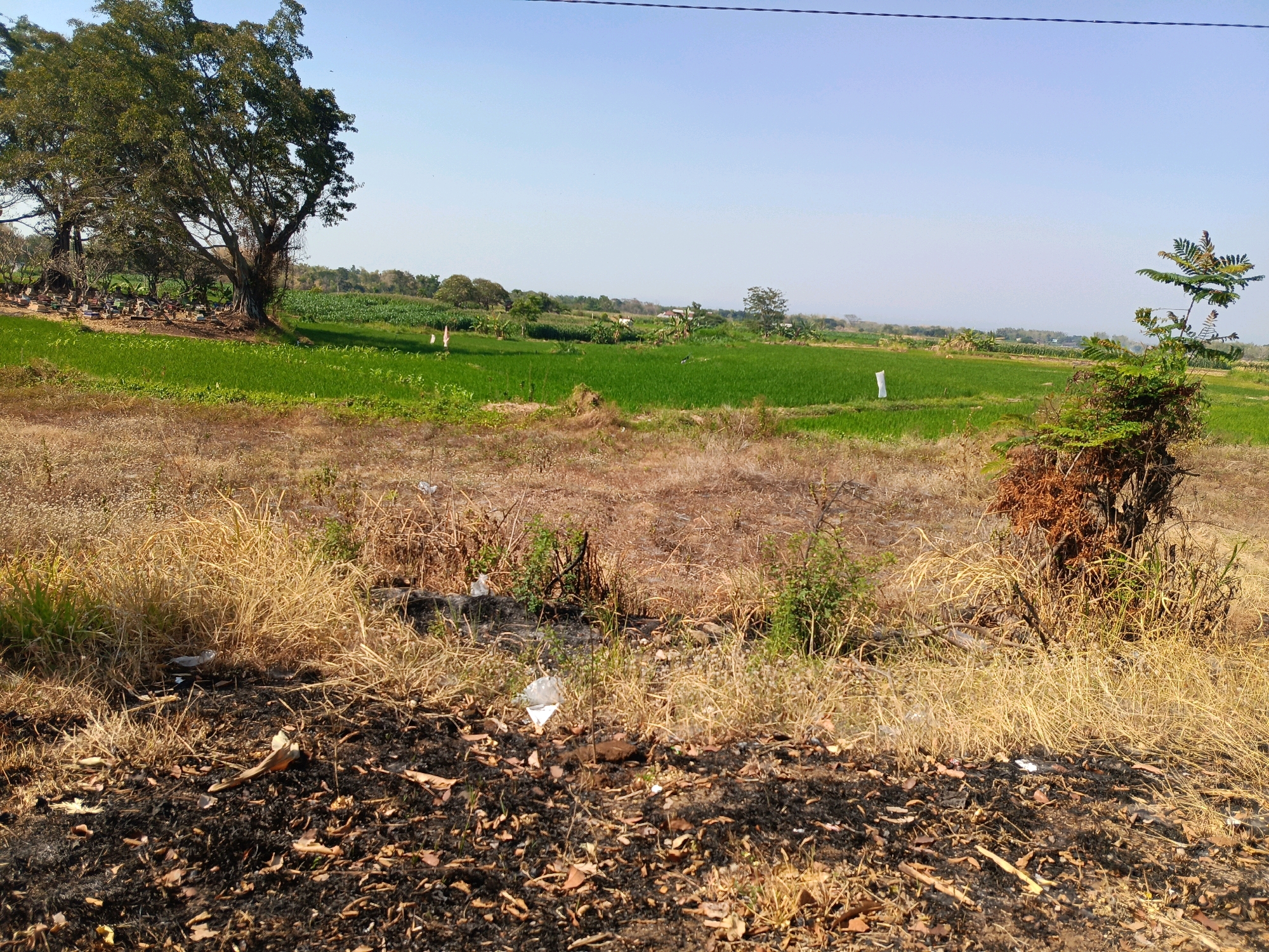 The image depicts a rural landscape with a clear blue sky. In the foreground, there is dry, burnt vegetation and scattered leaves, indicating a recent fire. Beyond this area, a vibrant green field stretches out, likely a rice paddy or a similar crop. Further in the distance, more vegetation and trees are visible, with a hazy horizon suggesting a flat terrain. There are no people or animals clearly visible in the frame. The overall impression is one of agricultural land in a dry season, with evidence of recent controlled or uncontrolled burning in the immediate foreground. The scene appears to be located in the vicinity of Milangasri, Indonesia, given the characteristic rural landscape of the region.