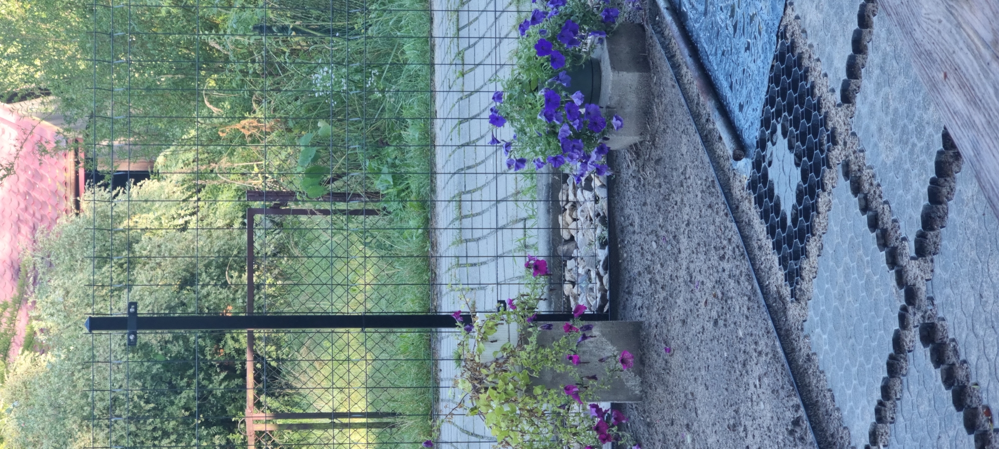 The image captures a view of a garden area in Szczaki, Poland, with a focus on landscaping elements. In the foreground, a honeycomb-patterned ground reinforcement system, filled with gravel and sand, is partially visible. To the left, a concrete planter holds a wilting plant with purple flowers. Adjacent to it, a similar concrete structure supports a pot of vibrant purple petunias. A metal fence runs across the mid-ground, separating the garden from a paved walkway beyond. The walkway is made of interlocking gray pavers. Behind the fence, dense green foliage and trees are visible, with a glimpse of a building with a red-tiled roof in the upper background. The overall scene suggests an outdoor domestic setting undergoing some form of landscaping or garden maintenance. There are no people or animals present in the image.