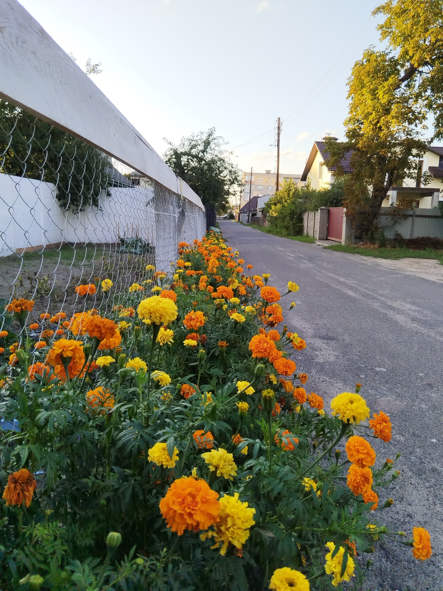 The image depicts a residential street in Brest, Belarus, lined with blooming marigolds in shades of orange and yellow. A chain-link fence with a white wooden top rail runs along the left side of the scene, separating a grassy area from the street. Beyond the fence, a few trees and residential buildings are visible. The street itself is paved and appears to be relatively quiet, with no vehicles or people actively present. The overall impression is of a peaceful, suburban setting during daylight hours, likely late afternoon or early evening given the soft light. The focus of the image is on the vibrant flowerbed bordering the asphalt.
