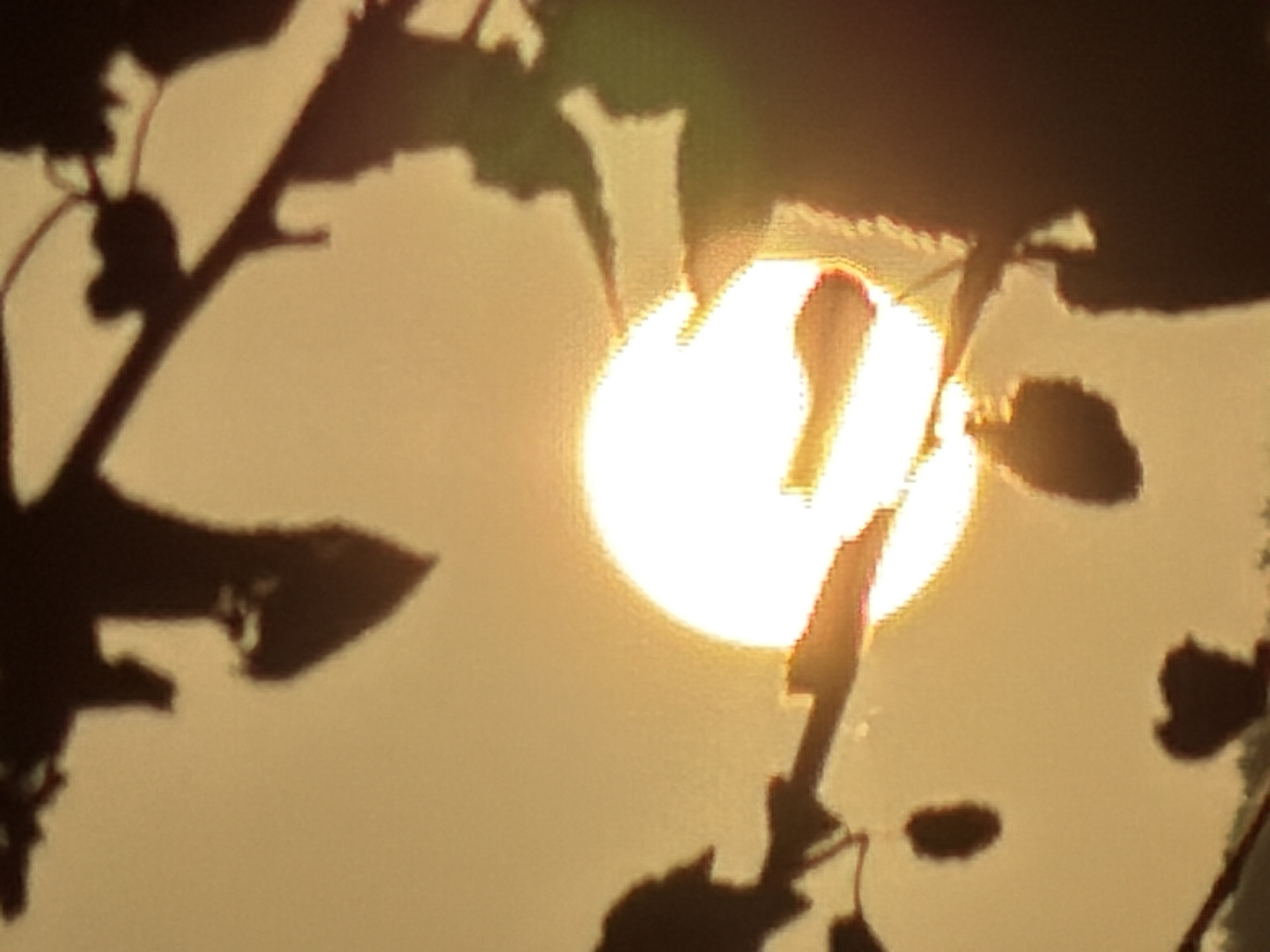 The image captures a close-up view of the sun partially obscured by silhouetted leaves and branches against a hazy, warm-toned sky. The sun appears as a bright, circular disc with a glowing halo, its light diffusing through the foliage. The leaves are dark and indistinct, their shapes suggested rather than sharply defined. The overall impression is one of a hazy sunset or sunrise. The provided location, Köhnə Quşçu, Azerbaijan, is a rural area, suggesting this scene was likely captured outdoors amidst natural vegetation. There are no people or specific man-made objects clearly visible in the frame.