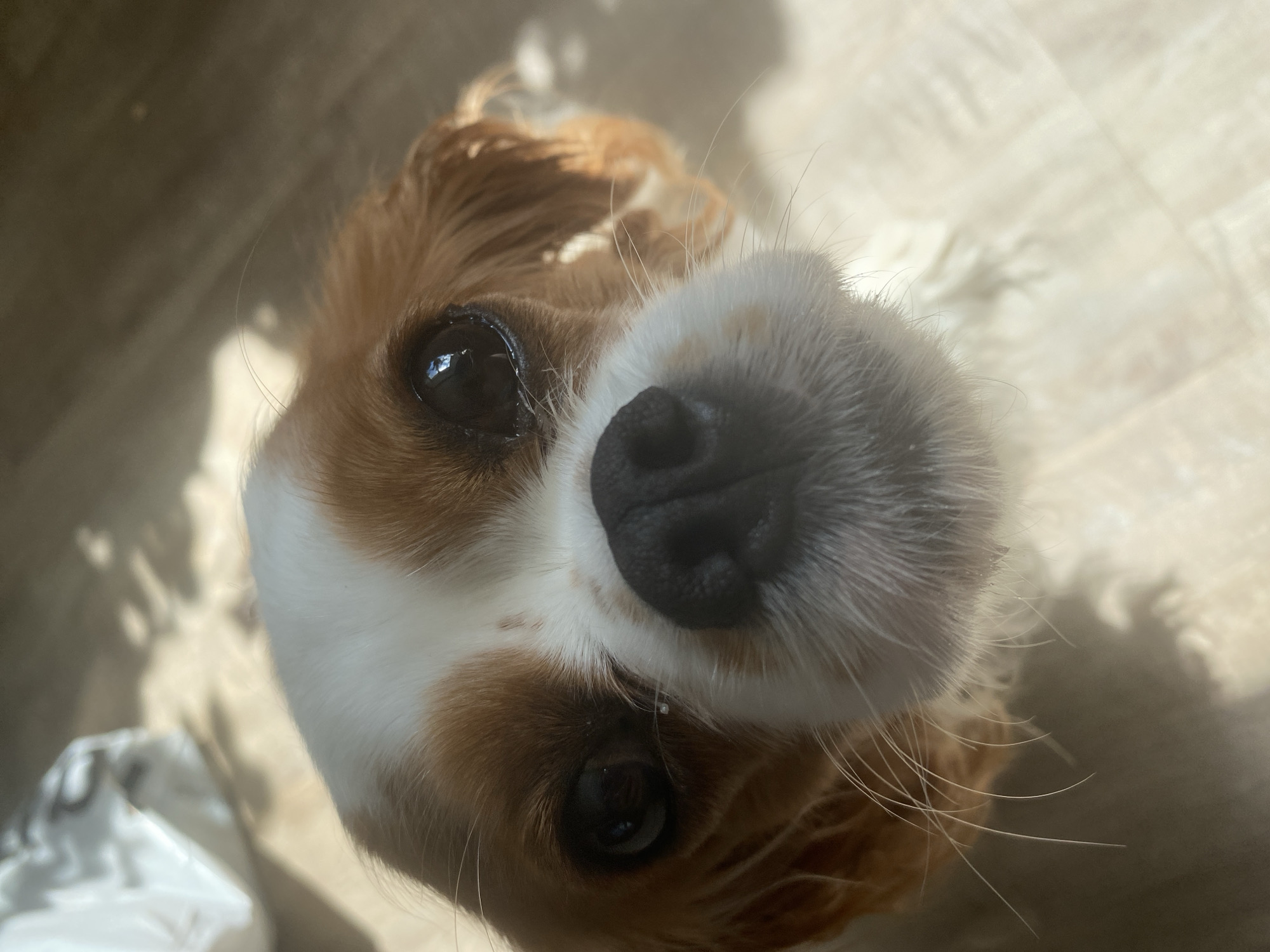 A close-up, upside-down shot shows the face of a dog. The dog's fur is a mix of tan and white. Its nose is black and appears moist, with long whiskers fanning out. One of its dark eyes is clearly visible, reflecting the light. The dog's expression could be interpreted as curious or inquisitive. The background is blurred and appears to be a light-colored floor, possibly wood or tile. Sunlight streams in from the upper left, casting shadows and creating a bright, warm atmosphere. The lighting suggests it is daytime. To the left of the dog, a white, crinkled object is partially visible, possibly a bag or cloth. The image is oriented so the dog's head is at the bottom.