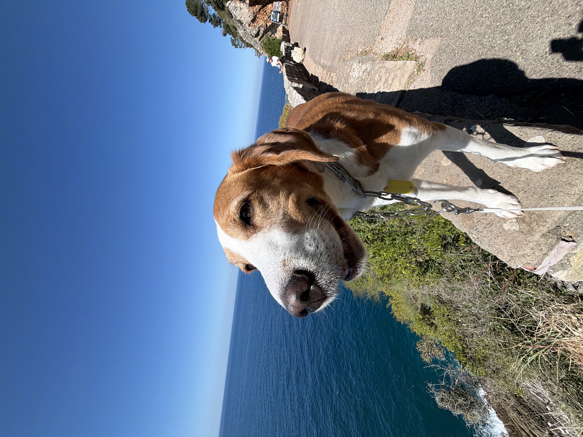 A brown and white dog, possibly a Beagle or hound mix, is the central subject of the image, appearing curious as it looks towards the camera. The dog wears a silver chain collar with a yellow tag and is standing on a light-colored, paved pathway. A white leash or tether is visible attached to its collar, extending out of frame.
The setting is a sunny coastal path in Mirište, Montenegro. The path runs along a steep cliff edge, with lush green and dry scrubland vegetation clinging to the rocks on the left. Below the cliff, a calm, deep blue sea stretches out to a clear horizon under an expansive, bright blue sky.
In the mid-ground, further along the path, a person in white clothing is visible standing near a low stone wall, seemingly enjoying the view over the sea. Several small, unreadable signs are also posted along the pathway. Strong shadows cast on the path indicate bright sunshine, suggesting it is mid-morning or afternoon. The scene captures a peaceful moment during a walk, highlighting the natural beauty of the coastal landscape. No discernible text is visible on any signs or objects.