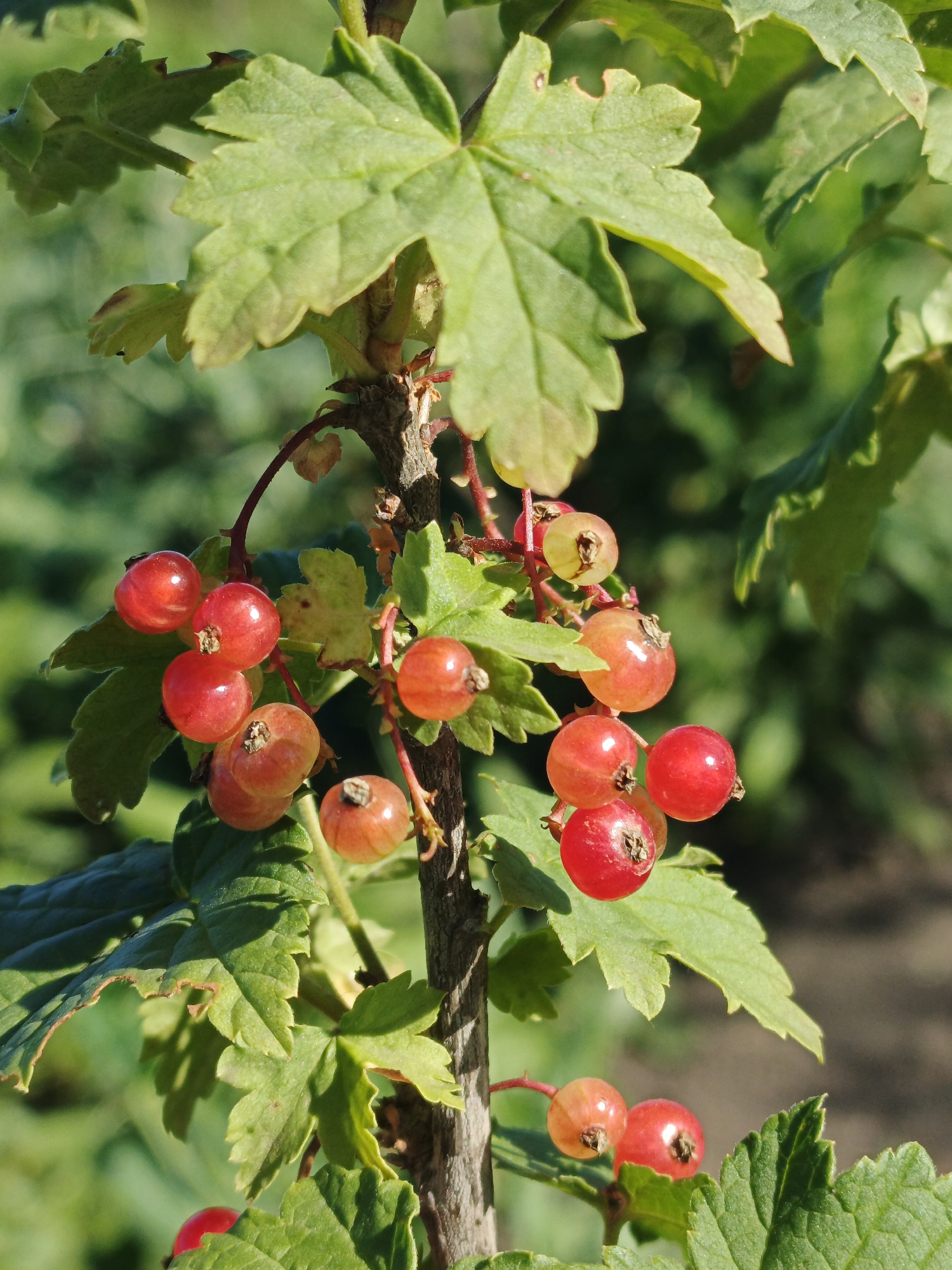 A close-up, outdoor shot focuses on a cluster of ripe red currants hanging from a branch with green leaves. The currants are round and translucent, with some appearing more red and others a lighter pinkish-orange. The leaves are lobed with serrated edges, and the branch is brown and woody. The background is blurred green foliage and a hint of earthy ground, suggesting a garden or natural setting.