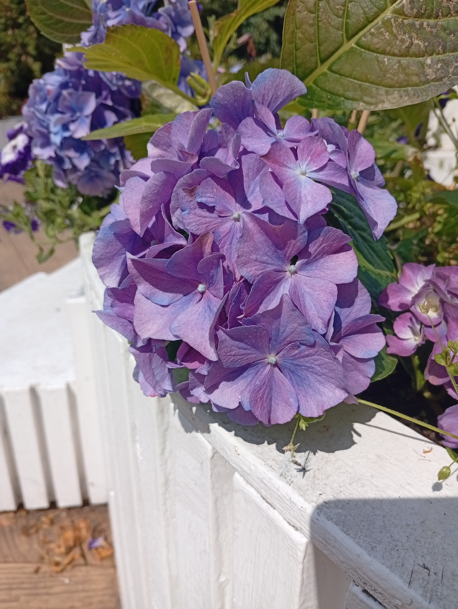 A close-up, sunlit, eye-level shot focuses on a cluster of purple hydrangeas with large, rounded petals. The flowers are in the foreground, taking up most of the frame. Behind them, another cluster of hydrangeas is visible, appearing a slightly darker shade of blue-purple and out of focus. Green leaves with some browning are interspersed among the flowers. The hydrangeas are planted in a white wooden planter box, the rim of which is in the lower right and bottom of the image. To the left of the planter, a wooden surface with scattered dry leaves and debris is visible. The background is blurred, suggesting an outdoor setting with green foliage and possibly other plants. The lighting suggests it is daytime, with harsh shadows cast by the flowers and planter.