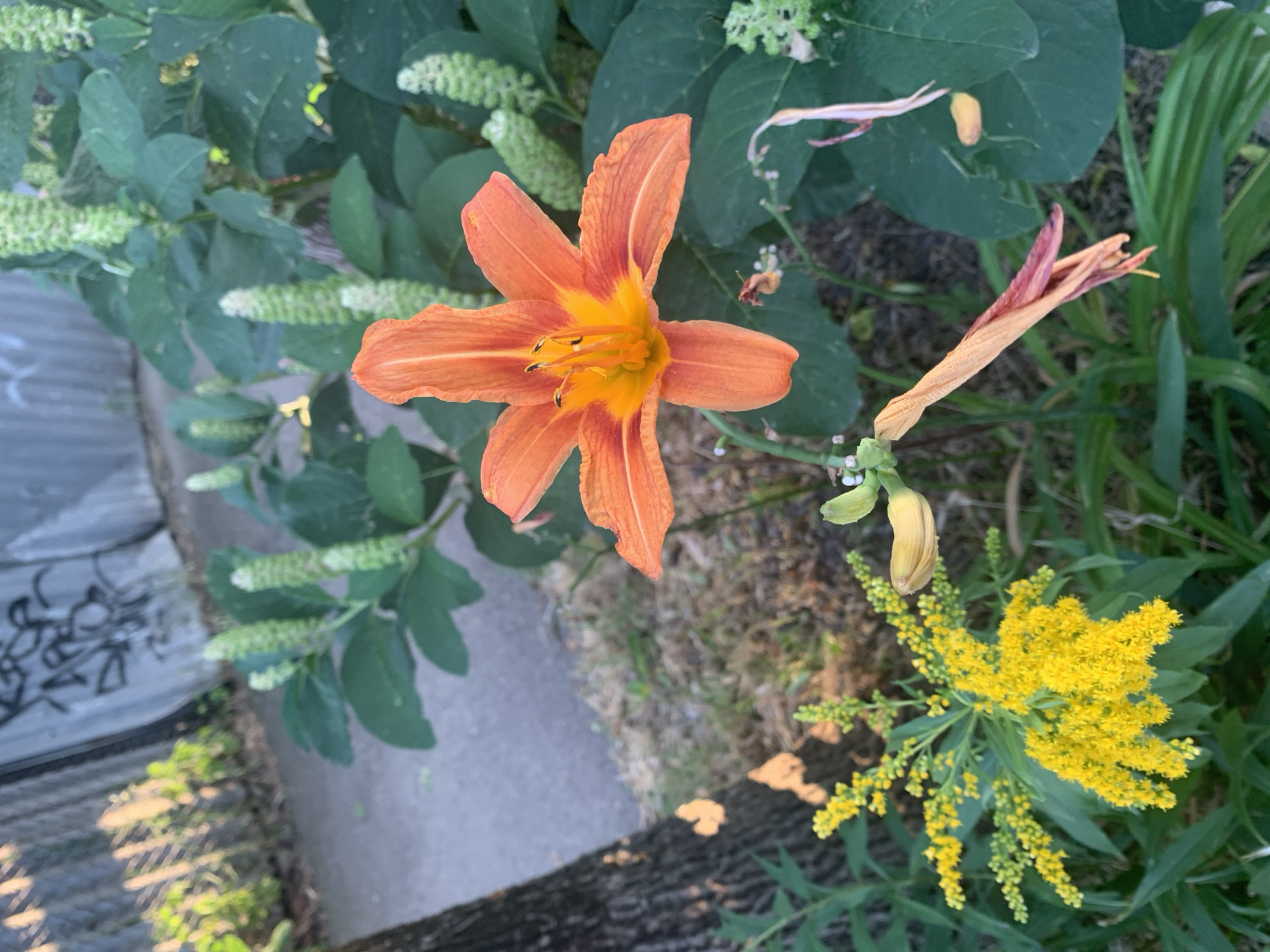 This is a close-up, overhead shot of an orange lily in bloom, situated among lush green foliage. The lily is the dominant subject, with its vibrant orange petals and a bright yellow center. Several stamens tipped with dark anthers are visible. To the right of the lily, a wilting lily bud or spent bloom in shades of yellow and brown adds a contrasting element. In the lower right corner, a cluster of small, bright yellow flowers, likely goldenrod, adds another splash of color to the scene. The background consists of dark green leaves and some dry, earthy ground cover.
To the left of the lily, there is a grey, concrete-like surface with dark graffiti or markings. A rough, dark textured surface, possibly tree bark or a dark pathway, runs diagonally across the bottom of the frame.
The lighting suggests it might be daytime, possibly overcast or in dappled sunlight, given the even illumination without harsh shadows. The overall mood is natural and serene, showcasing the beauty of the flowers in an outdoor setting. There are no people visible, and the scene appears to be a natural or garden environment, possibly near a walkway or path.
