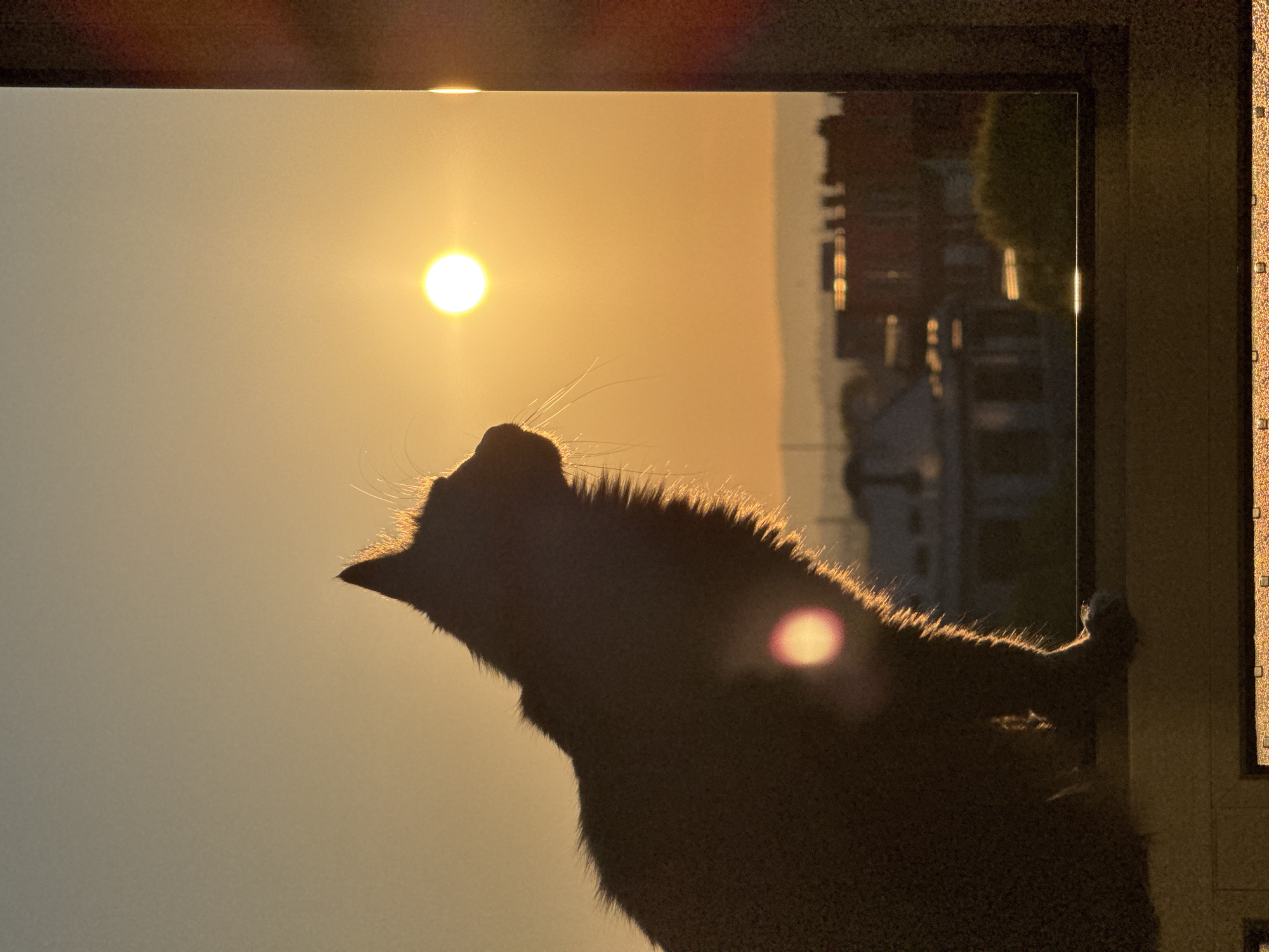 The image shows the silhouette of a cat against a sunset, framed by a window. The sun is visible in the upper left portion of the frame. Out of the window, a blurred view of buildings can be seen. The specific location is not discernible from the information in the photo.