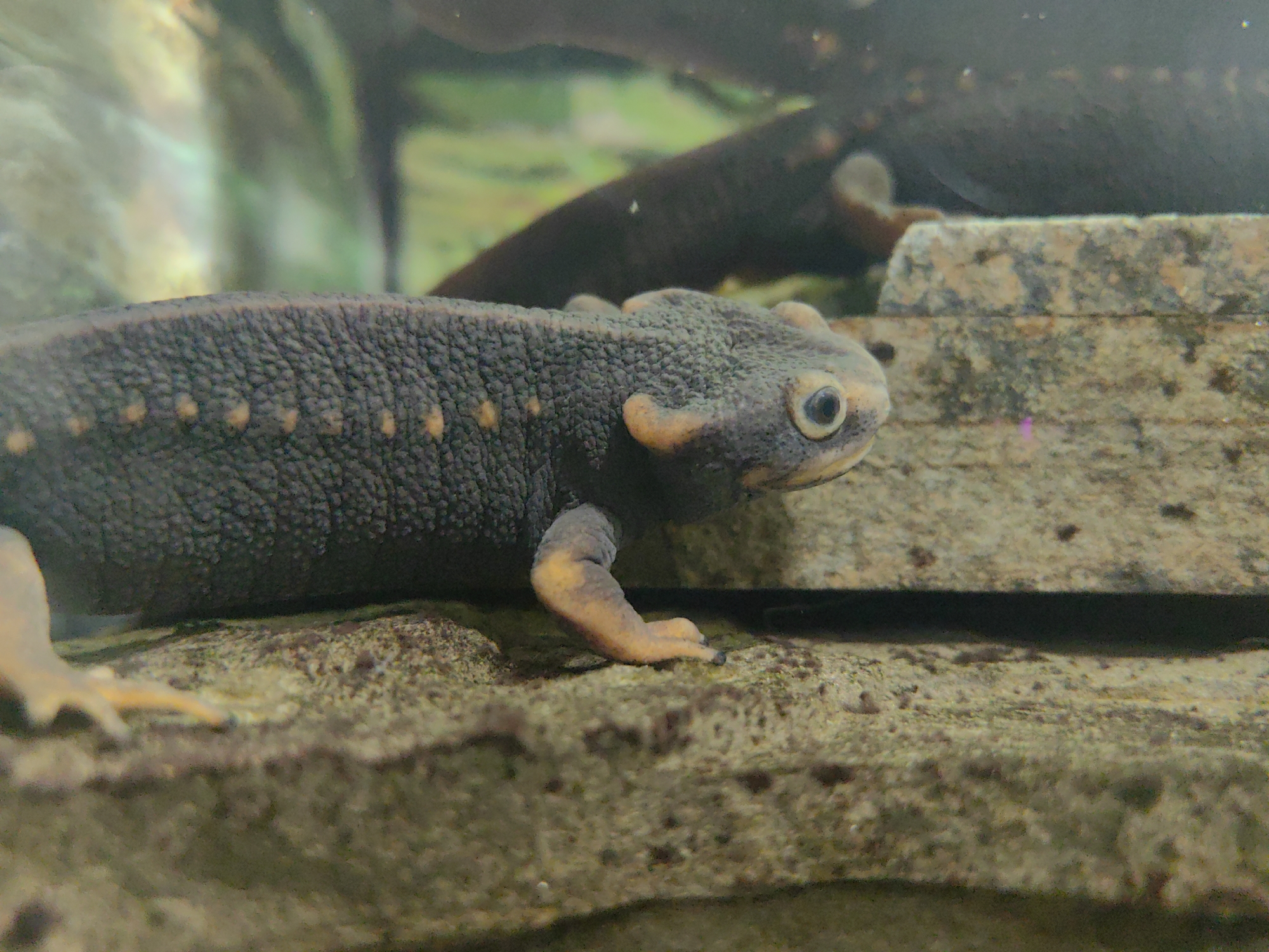 A close-up, side-view, eye-level shot shows a dark-skinned newt with small, light-colored spots and orange markings on its body. The newt is positioned on textured, brown and gray rocks, with one forelimb extended forward. In the background, another dark newt is visible, and beyond that, a blurry green and white environment suggests a tank or enclosure. The lighting is dim, creating a muted atmosphere.