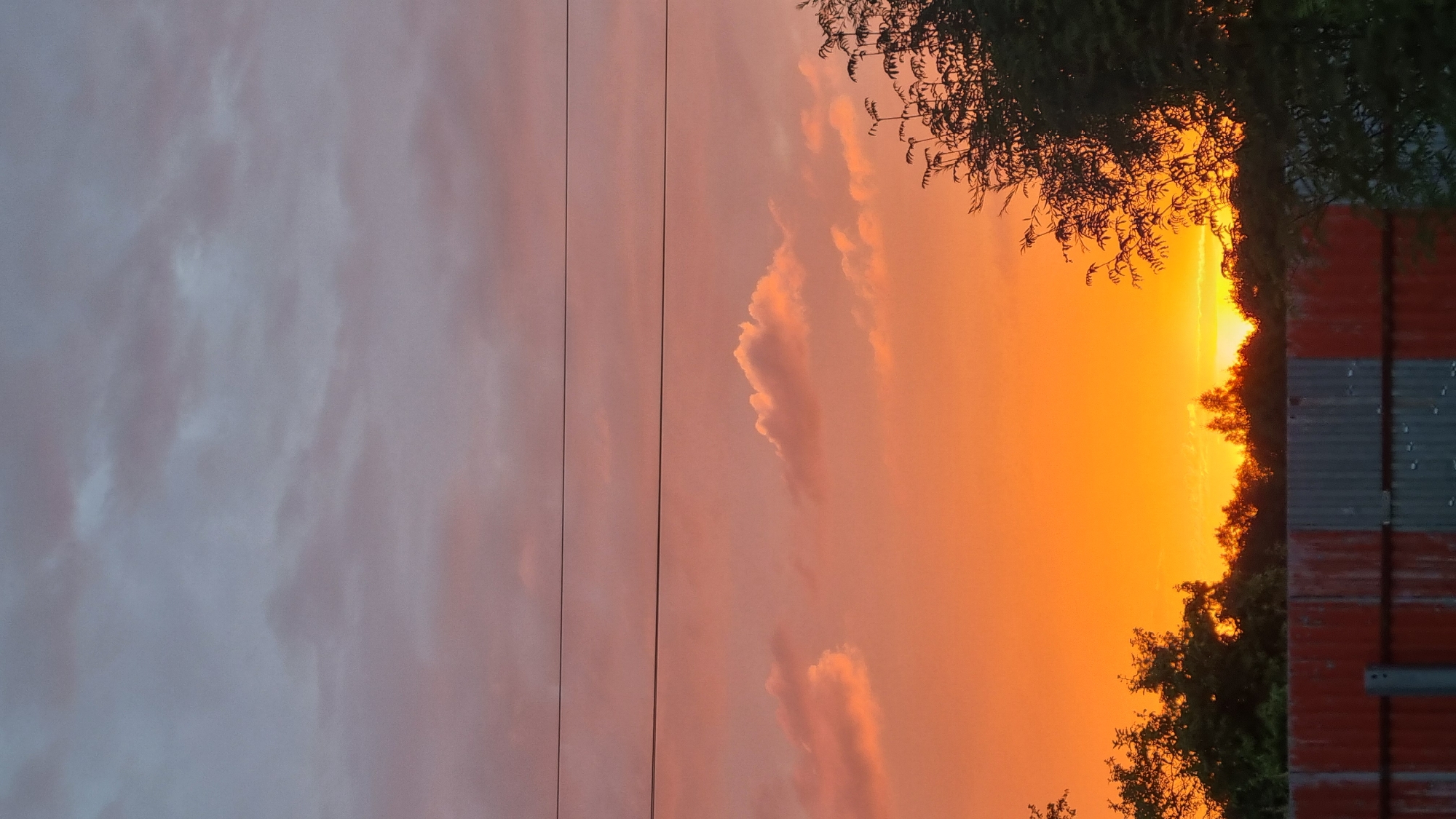 A vertical photograph captures a vibrant sunset over Vysokoe, Russia. The sky transitions from a pale blue-gray at the top to a fiery orange-yellow near the horizon. Scattered, puffy clouds are illuminated by the setting sun, appearing in shades of pink and orange. Two thin, dark, horizontal lines, likely power lines, stretch across the upper portion of the image.
Along the bottom, a corrugated metal fence, displaying patches of red and silver, runs horizontally. Behind the fence, a silhouette of trees and foliage forms a dark band against the brightly lit sky. On the right side of the frame, the intricate, dark branches of a leafy tree extend upwards into the colorful sky. No people or animals are visible in the scene. The overall impression is one of natural beauty at dusk.