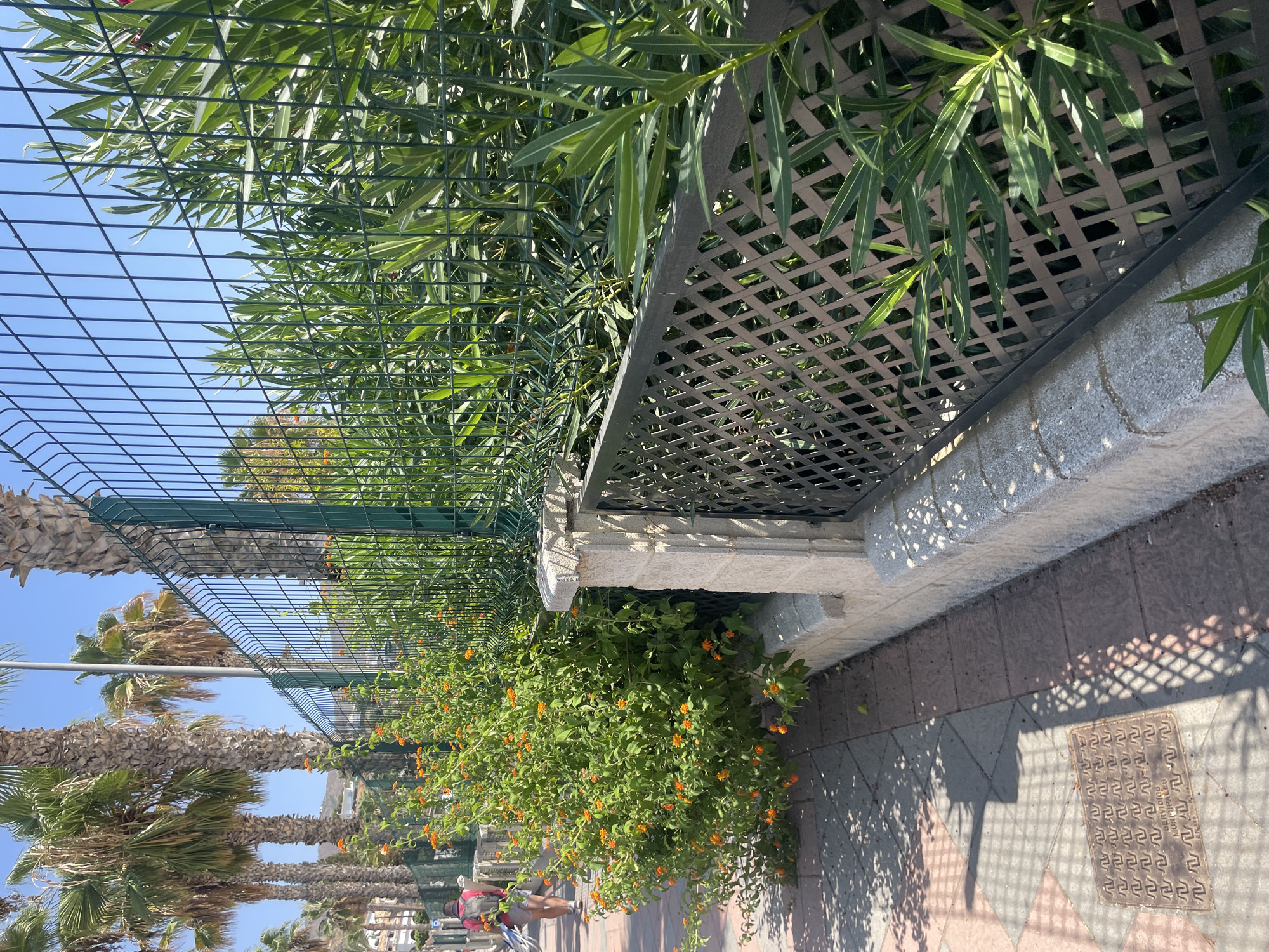 The image depicts a sidewalk scene in Almuñécar, Spain, characterized by lush vegetation and a fence. The foreground features a tiled sidewalk with a patterned texture, partially covered by dappled sunlight and shadows cast by a fence and nearby foliage. A metal grate, possibly a manhole cover, is visible on the sidewalk, bearing the inscription "SERVICIOS MUNICIPALES." Adjacent to the sidewalk is a low, stone wall topped with a decorative metal lattice fence. Beyond this, a taller green wire mesh fence runs along the property line, separating the sidewalk from a densely planted area. This area is filled with vibrant green plants and shrubs, some bearing small orange flowers. In the background, several palm trees are visible, their fronds reaching towards a clear blue sky. A person, seen from behind, is walking away from the camera on the sidewalk, carrying a backpack. The overall impression is of a sunny, well-maintained outdoor space in a warm climate.