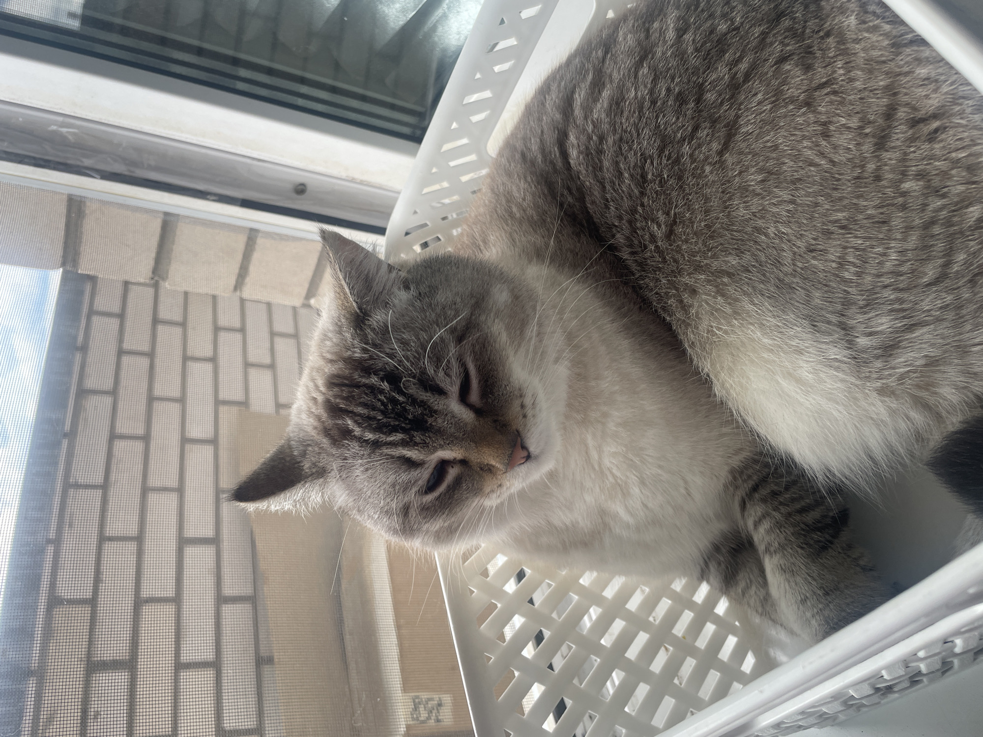A light-colored cat with grey tabby markings reclines in a white plastic basket. The basket is positioned on a windowsill, with a brick wall and window visible in the background. The cat appears to be dozing, with its eyes partially closed. The scene is illuminated by natural light streaming in from the window. This image was taken in Votkinsk, Russia.