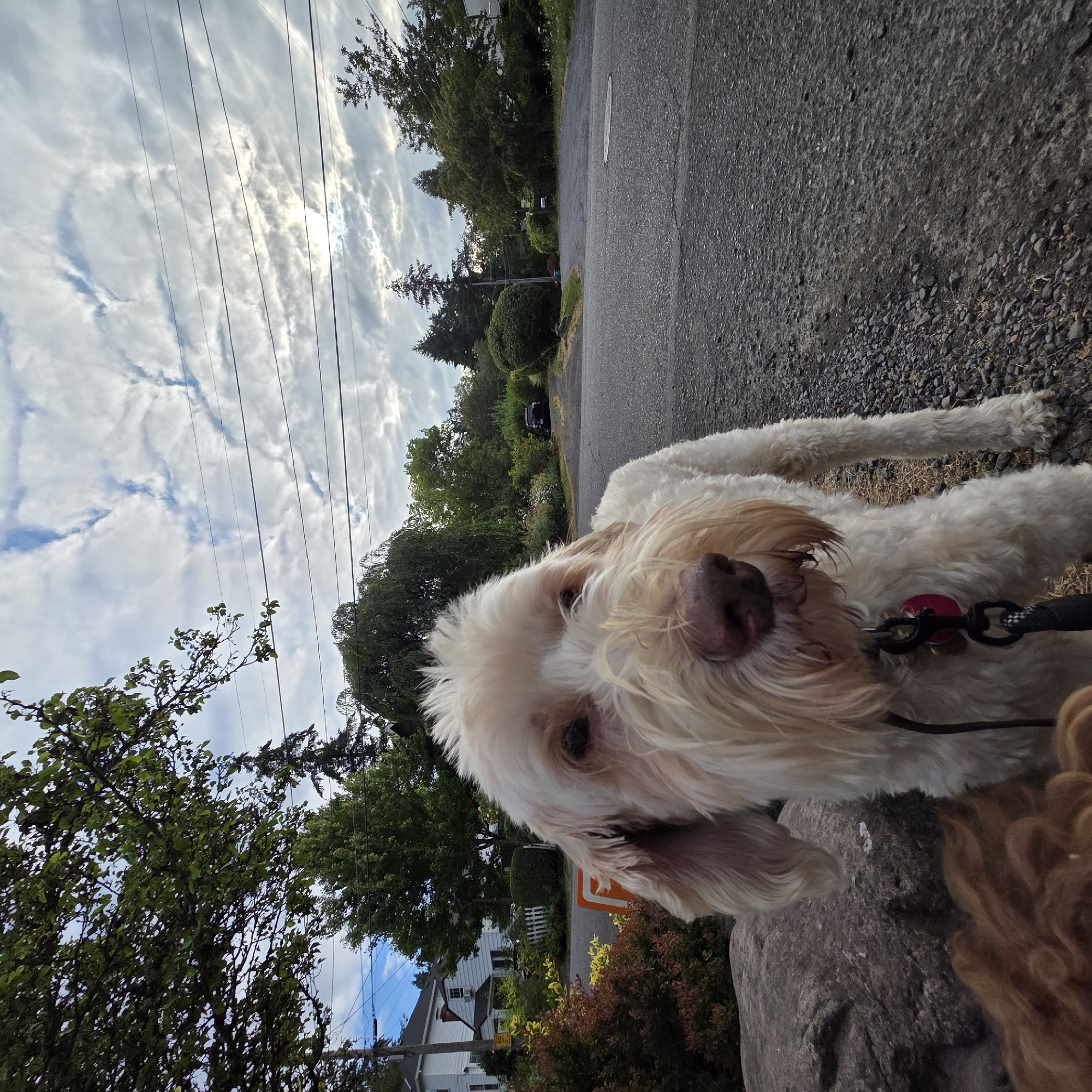 The image is an eye-level shot of a light-colored, fluffy dog with a light brown nose, looking directly at the camera. The dog is positioned in the foreground, with its head and upper body visible. The dog is wearing a black collar with a pink tag and a leash. To the left of the dog, a large, grey rock is visible, and the brown fur of another dog is partially seen at the bottom left.
The background features a paved road that curves to the right and uphill. On the left side of the road, there is a two-story white house with a red roof, surrounded by lush green trees and shrubs. A white picket fence is also visible in front of the house. Further down the road, a dark-colored SUV is parked.
The sky above is filled with dramatic, white, and grey clouds, with patches of blue sky peeking through. Several power lines are strung horizontally across the sky. The overall setting appears to be a residential street in a somewhat wooded area, possibly a suburb. The scene suggests an outdoor activity, likely a walk, given the presence of the dogs and leashes. The lighting indicates it could be late afternoon or early evening, with diffused sunlight. The environment is consistent with a temperate climate.
