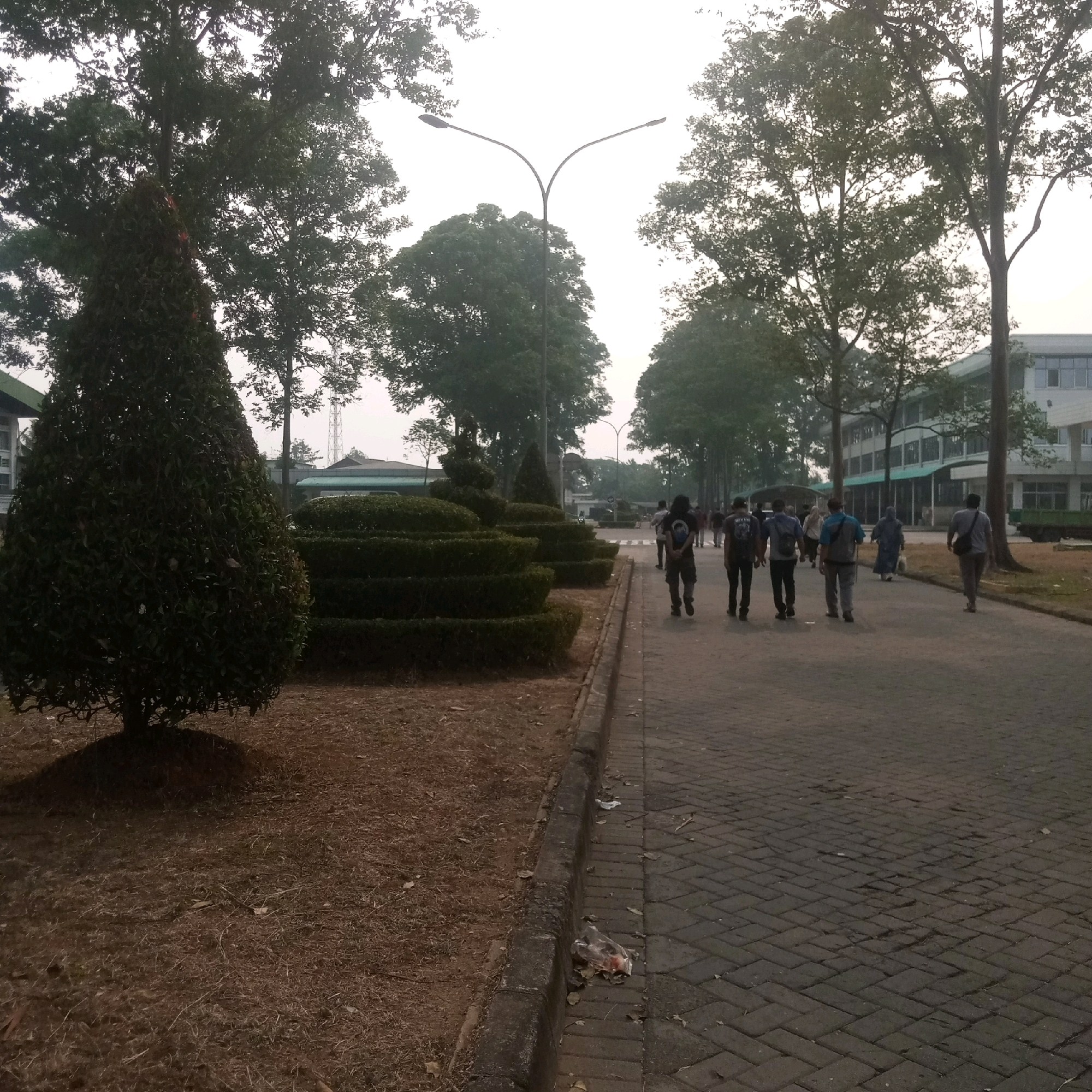 The image depicts an outdoor scene on a paved pathway lined with manicured bushes and trees. Several individuals, appearing to be students or workers, are walking away from the camera down the pathway. They are dressed in casual clothing, with some carrying backpacks. A street light with a double arm is visible in the background, as are buildings with a light-colored facade and green trim. The ground is covered with dry grass and fallen leaves in some areas, and the pathway is constructed of interlocking bricks. The environment appears to be a campus or a well-maintained urban outdoor space in Cijeruk, Indonesia, likely during daylight hours with overcast skies.