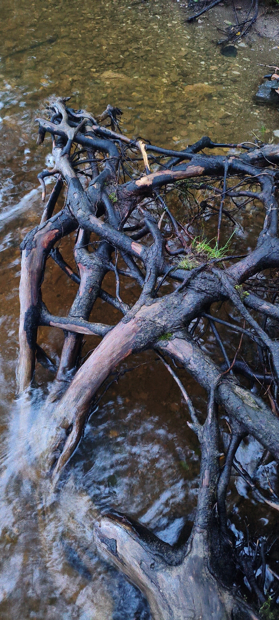 The image displays an overhead view of a tangled mass of tree roots submerged in shallow, murky water. The roots are dark and gnarled, with some sections appearing lighter and smooth, likely from wear or water exposure. Small patches of green grass are visible on top of some of the roots. The water bed beneath the roots is composed of small, light-colored pebbles. The overall scene is natural and appears to be located in an outdoor environment with a body of water. There are no people or animals visible. The location is specified as Zyuratkul', Russia.