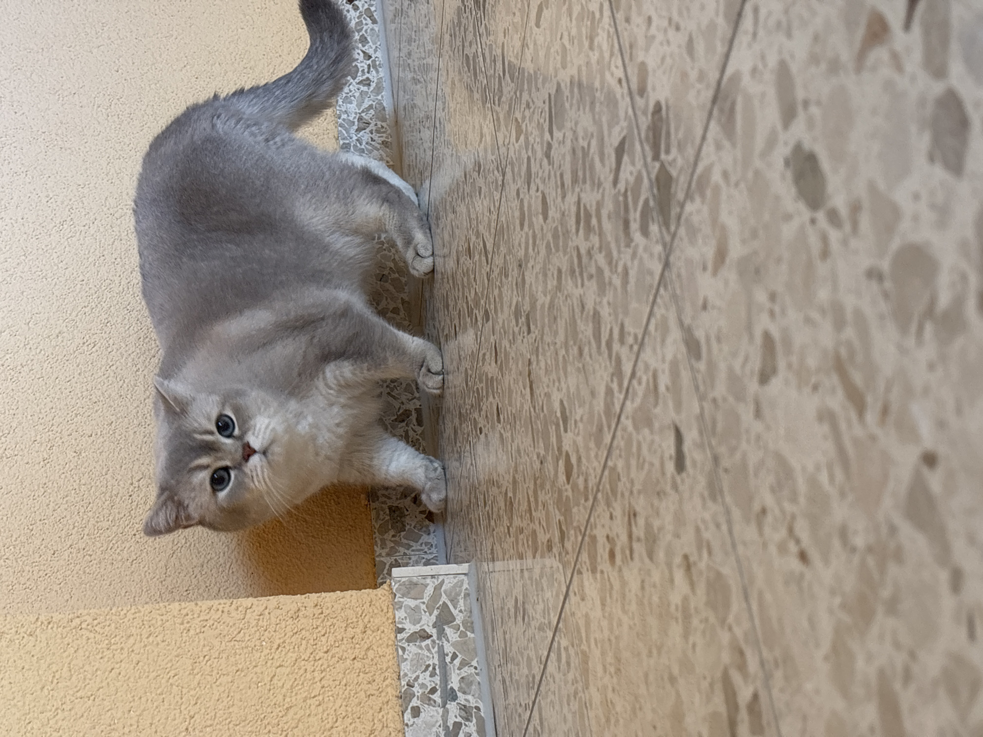An adorable grey cat, likely a British Shorthair given its features, is the central subject of this image. The cat is captured in an indoor setting, possibly at the bottom of a set of stairs or a raised platform. It is looking directly towards the camera with wide, inquisitive blue-green eyes, and its head is slightly tilted.
The feline has a soft, short, grey coat and appears to be in a relaxed, crouched, or lying position on a tiled floor. Its front paws are extended forward on the patterned surface.
The environment comprises two main surfaces. To the right, the floor is covered with light beige or cream-colored tiles, featuring an intricate, speckled pattern that resembles terrazzo. Thin grout lines divide these tiles. To the left, there is a textured, light yellow-orange surface, which could be a wall or a carpeted step. A distinct line marks the transition between the tiled floor and this textured area, with a small border made of a similar speckled tile. The lighting suggests an indoor environment, with no harsh shadows. There is no visible text in the image.