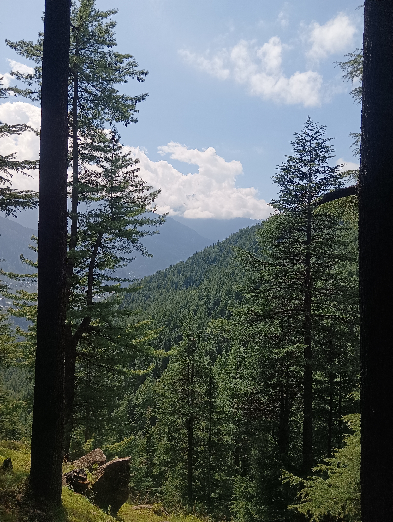 The image shows a dense forest in Chhyal, India. The foreground is dominated by the dark trunks of several tall coniferous trees, framing a view into a valley. The valley is covered in a thick carpet of evergreen trees, with the undulating terrain creating a textured landscape. In the distance, mountains are visible, partially obscured by clouds. The sky above is a bright blue, dotted with fluffy white clouds, suggesting fair weather. The ground in the immediate foreground is covered with green grass and scattered rocks, with sunlight dappling through the trees. The scene evokes a sense of natural tranquility and the vastness of the forested mountain landscape.