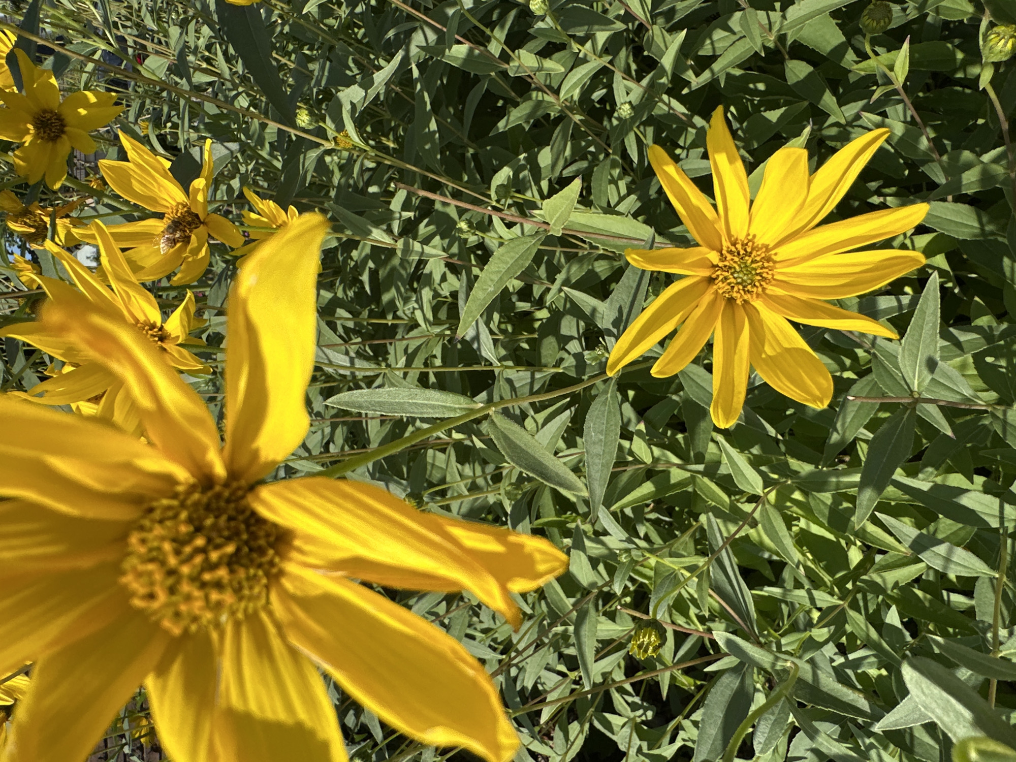 The image depicts a close-up view of yellow flowers, likely Jerusalem artichokes, with green foliage in the background. One flower in the center has a bee collecting nectar. The scene is brightly lit by sunlight. The location is a garden in Krefeld, Germany, on a sunny day. There are no people visible in the image.