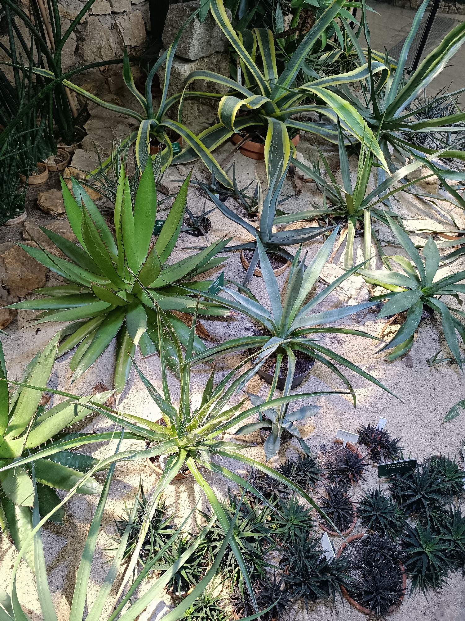 This is a close-up, overhead shot of a desert plant exhibit within the Palm House of the Gliwice Botanical Garden, located in Gliwice, Poland. The exhibit features a variety of succulents and cacti, with their spiky leaves and rosettes arranged in pots and directly on a sandy substrate. The plants vary in color, from deep green to variegated yellow and green, and some are dark, almost black. Several plants have labels. The environment appears to be an indoor greenhouse setting, with rough stone walls visible in the background and sandy soil underfoot. The lighting suggests a bright, possibly artificial, light source. No people are visible in the image.