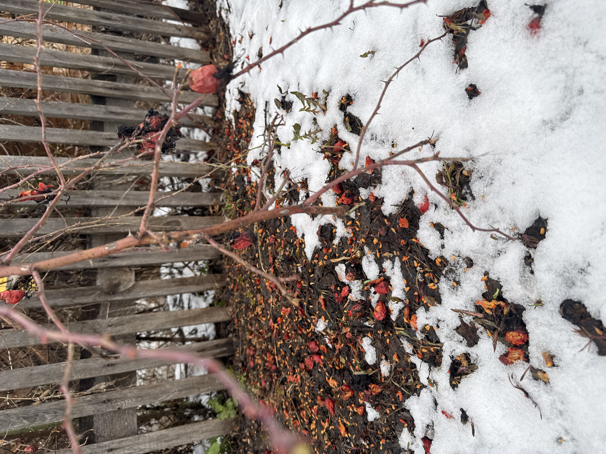 The image presents a scene in Chaikovsky, Russia featuring a section of a weathered wooden fence running along the left side, partially obscured by thorny branches of a rose bush. The ground to the right is a mix of bare soil, decaying rosehips, and patches of snow. The ground debris is heavily concentrated with fallen, dried rosehips. Snow covers a significant portion of the ground, particularly in the upper right quadrant of the image. The fence appears old and uneven, constructed of horizontal wooden planks. The rosebush is leafless, except for some sparse green thorns and dried fruit. No people are visible.