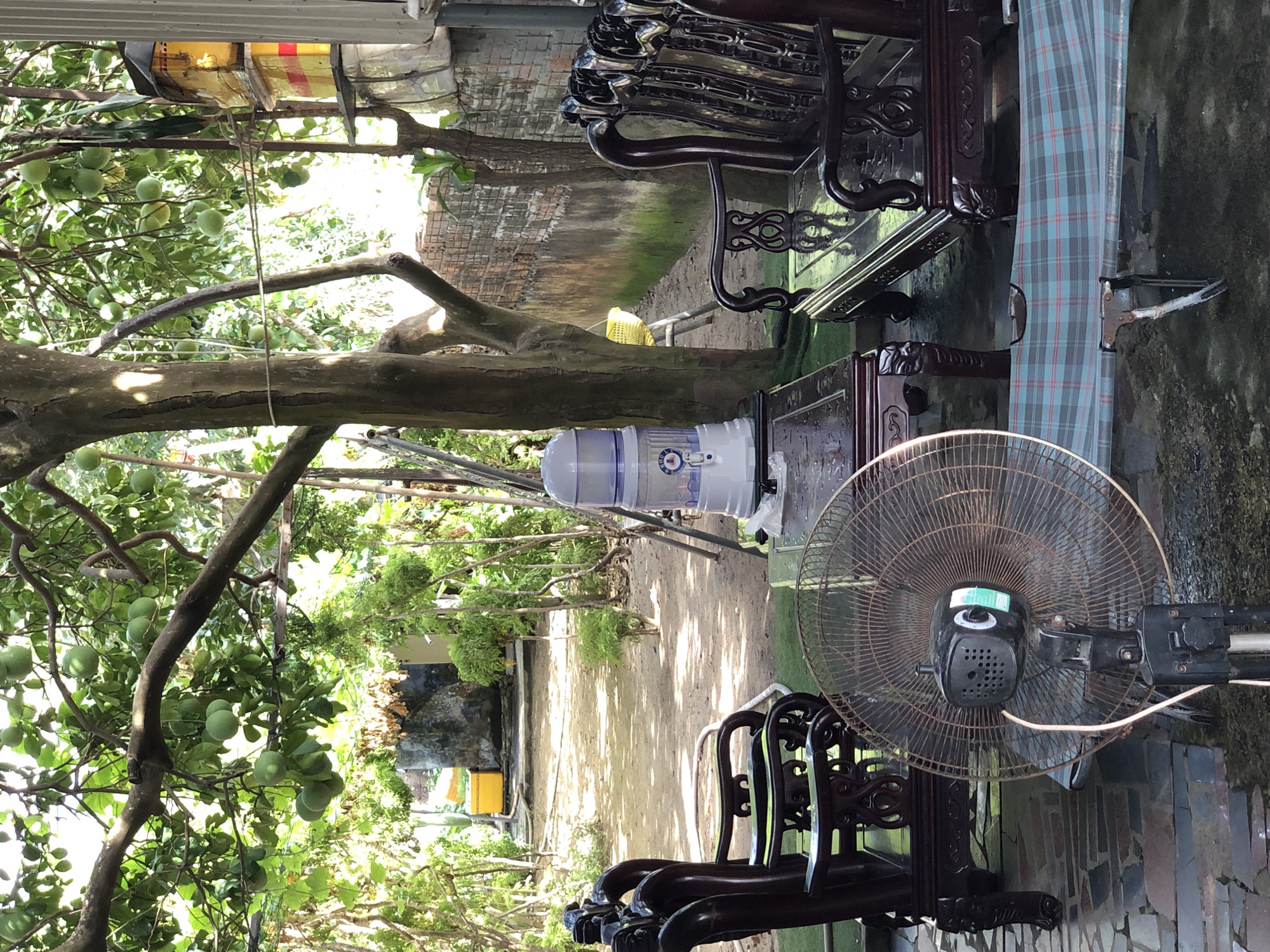 The image depicts an outdoor seating area in a tropical environment, possibly a backyard or a garden cafe, located in Đà Nẵng, Vietnam. Dominating the foreground is a large, black oscillating fan, partially obscuring a dark wooden, ornate armchair and a matching table. The armchair features intricate carvings and appears to be part of a set, with another identical chair visible behind it. On the table sits a white and blue water dispenser. To the right, another set of dark wooden armchairs is arranged, and a long, plaid-covered cot or mat is laid out on the ground in front of them.
The background reveals a lush green environment with several trees, some bearing green, round fruit. Sunlight filters through the leaves, creating dappled shadows on the sandy ground. A red brick wall runs along the right side of the scene, and in the distance, a yellow object, possibly a container or a piece of equipment, is visible near a rustic structure. The overall atmosphere suggests a relaxed, casual outdoor space, likely used for leisure or informal gatherings. The presence of the fan, water dispenser, and seating arrangement implies a setting where people would sit and cool off.