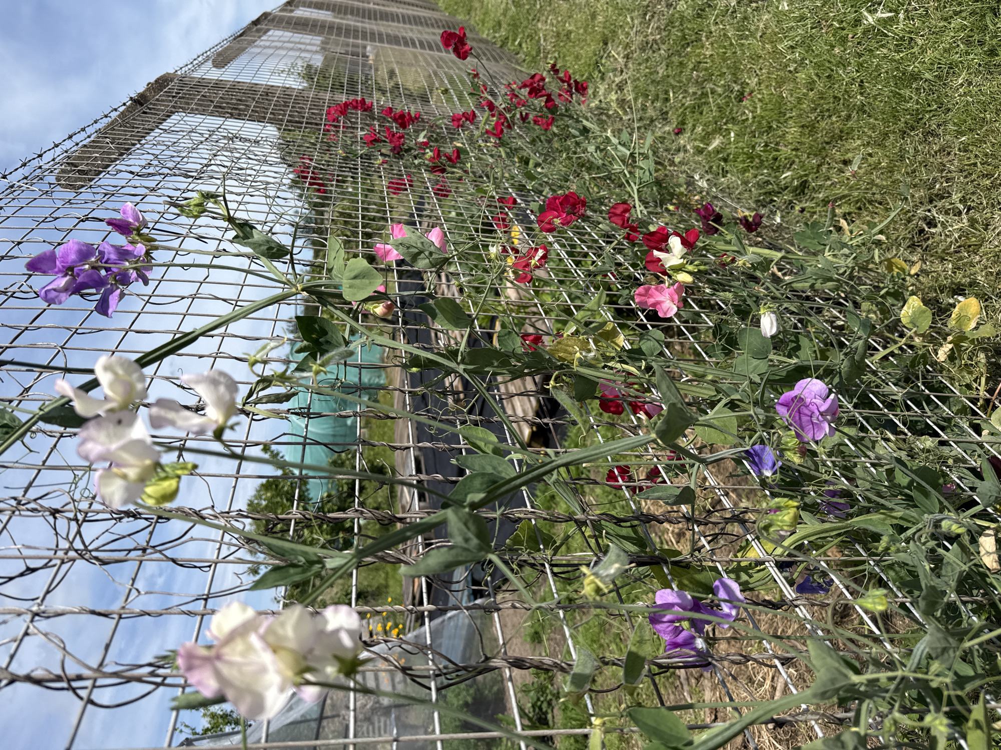 The image depicts a close-up view of sweet peas growing on a wire fence. The flowers are a mix of purple, pink, and white, with green foliage. The fence itself appears to be a chain-link or wire mesh type, with some twisting of the wire evident. In the background, there is a glimpse of a greenhouse or polytunnel, some wooden structures, and the sky, which is blue with some clouds. The scene suggests an outdoor garden or allotment setting. The grass in the foreground is green and appears somewhat unkempt in places. The image is taken at an angle, looking along the fence line and up towards the flowers and sky.