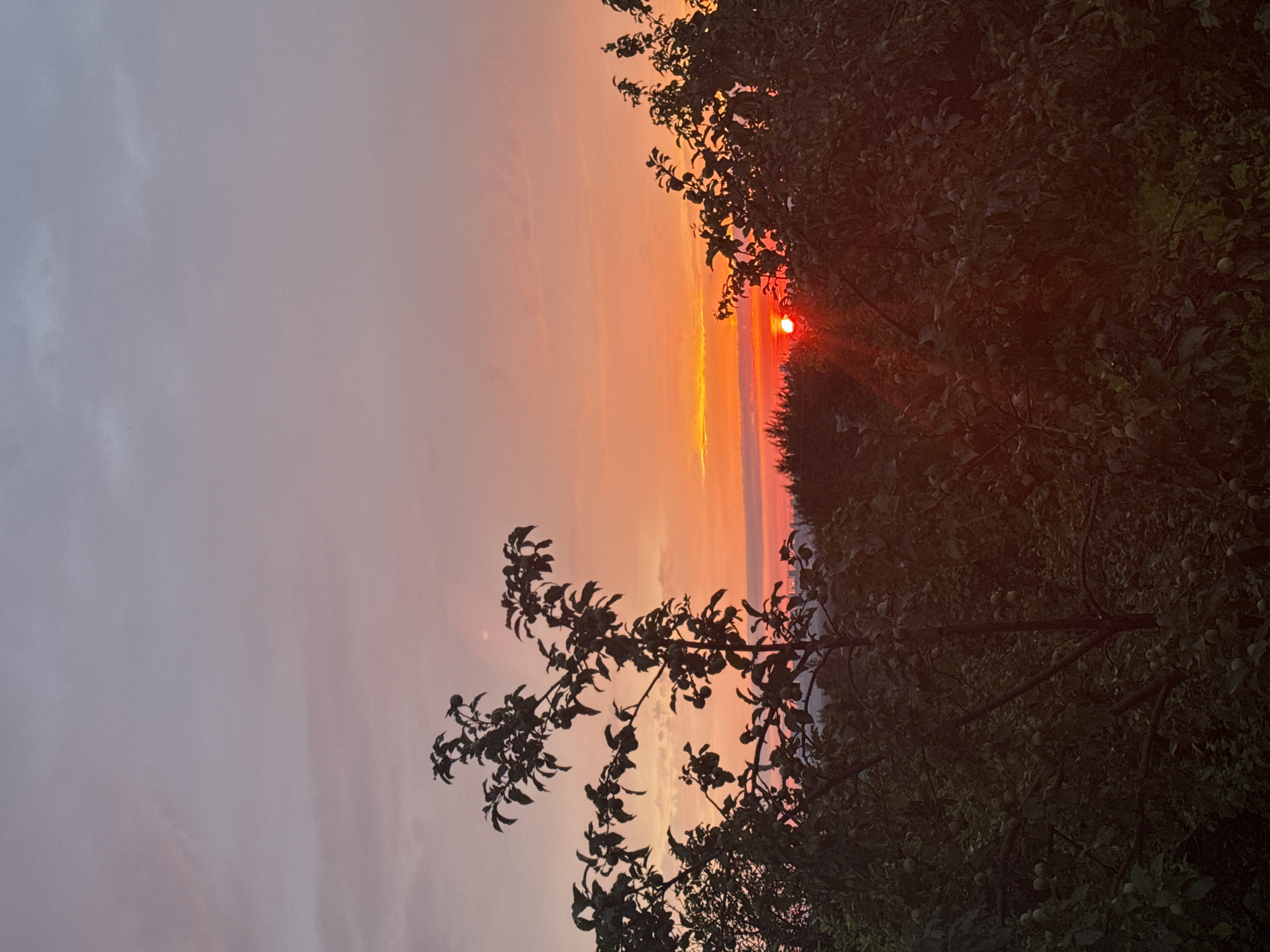 A sunset is pictured over a tree-filled landscape. The sky is a gradient of pink and orange, with a bright red sun near the horizon. Silhouetted trees in the foreground and middle ground obscure much of the landscape below, with only hints of distant buildings visible. The overall impression is of a tranquil, natural setting at dusk.