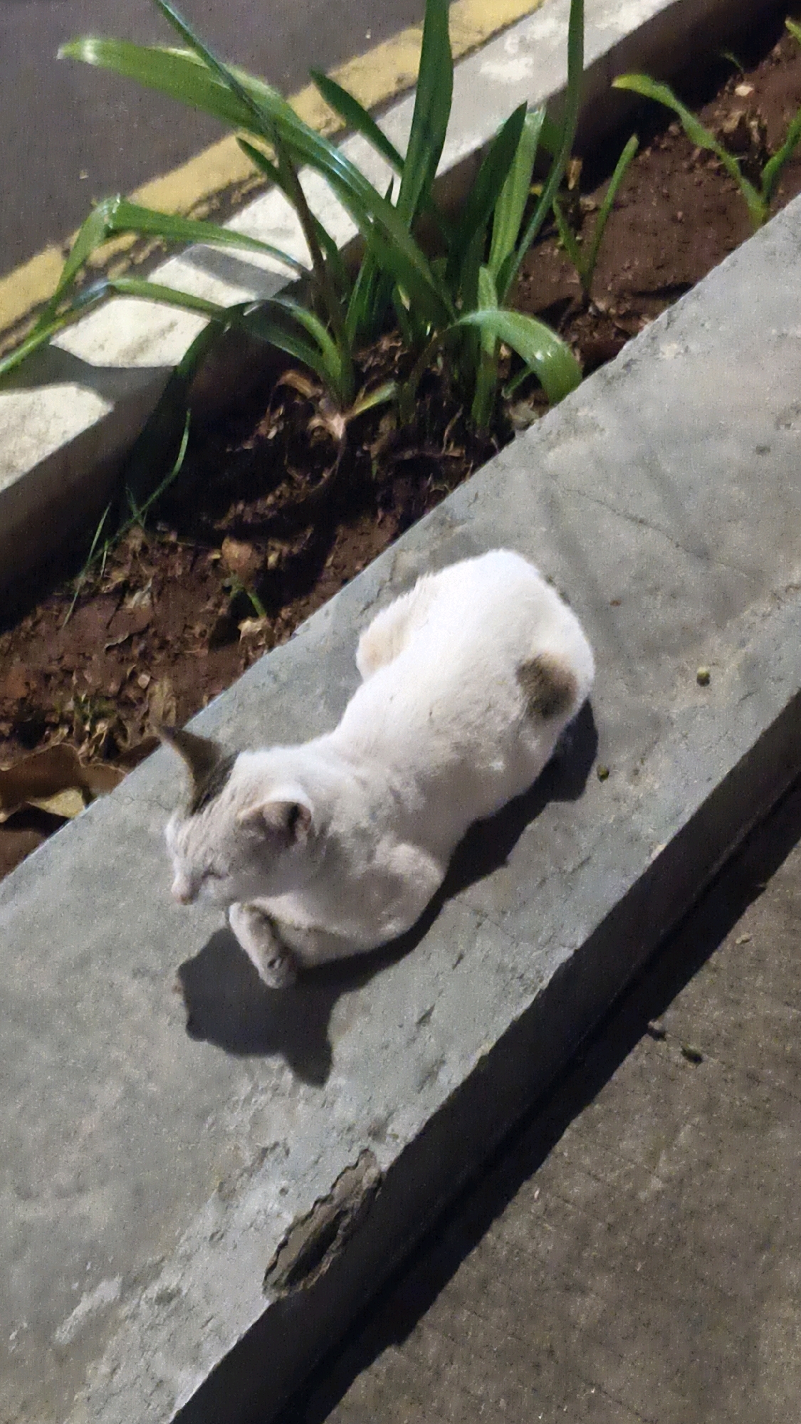In West Jakarta, Indonesia, a white cat with dark markings on its ears and back lies on a concrete ledge. The cat is curled up, resting. Behind the ledge, a planter box contains green plants growing in dark soil. A yellow line is visible on the asphalt surface beyond the planter. The lighting suggests it is nighttime or an indoor setting with artificial light.