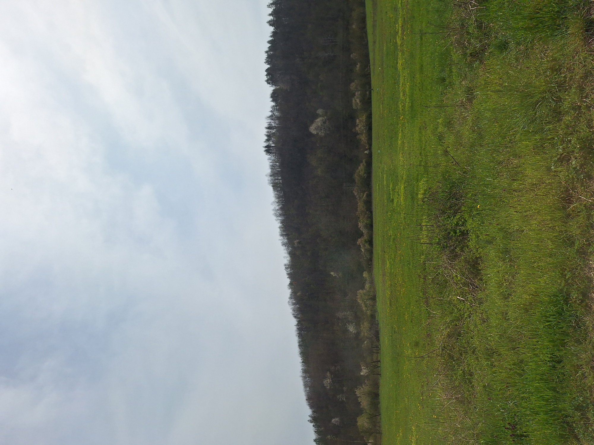 The image presents a view of the landscape. A green field of grass covers the right side of the frame. To the left of the field is a tree-covered hill. The sky with clouds is visible on the left side of the image.
The image does not contain any indicators as to the location in the city of Касапите, Bulgaria. The image does not contain people, subjects, objects, actions, or interactions.