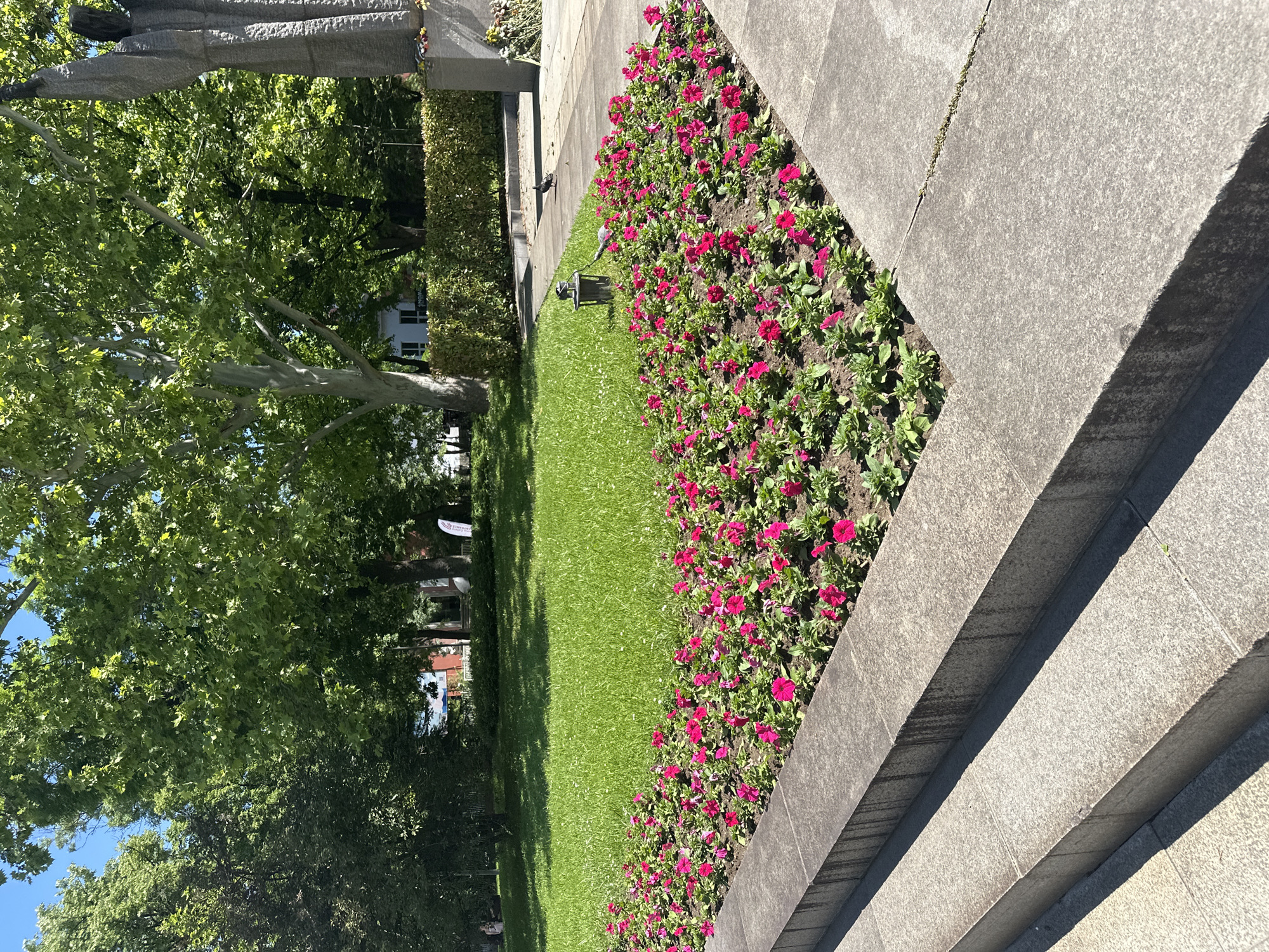 The image depicts a scene in Sofia, Bulgaria, featuring a landscaped area adjacent to stone steps. A flower bed filled with pink petunias is bordered by a stone curb, and a neatly manicured green lawn extends towards trees in the background. The trees provide shade, and the blue sky is partially visible through the leaves. A hedge is visible beyond the lawn. A building with white walls can be seen in the distance. Pigeons stand on the stone curb. A lamp post sits on the lawn.