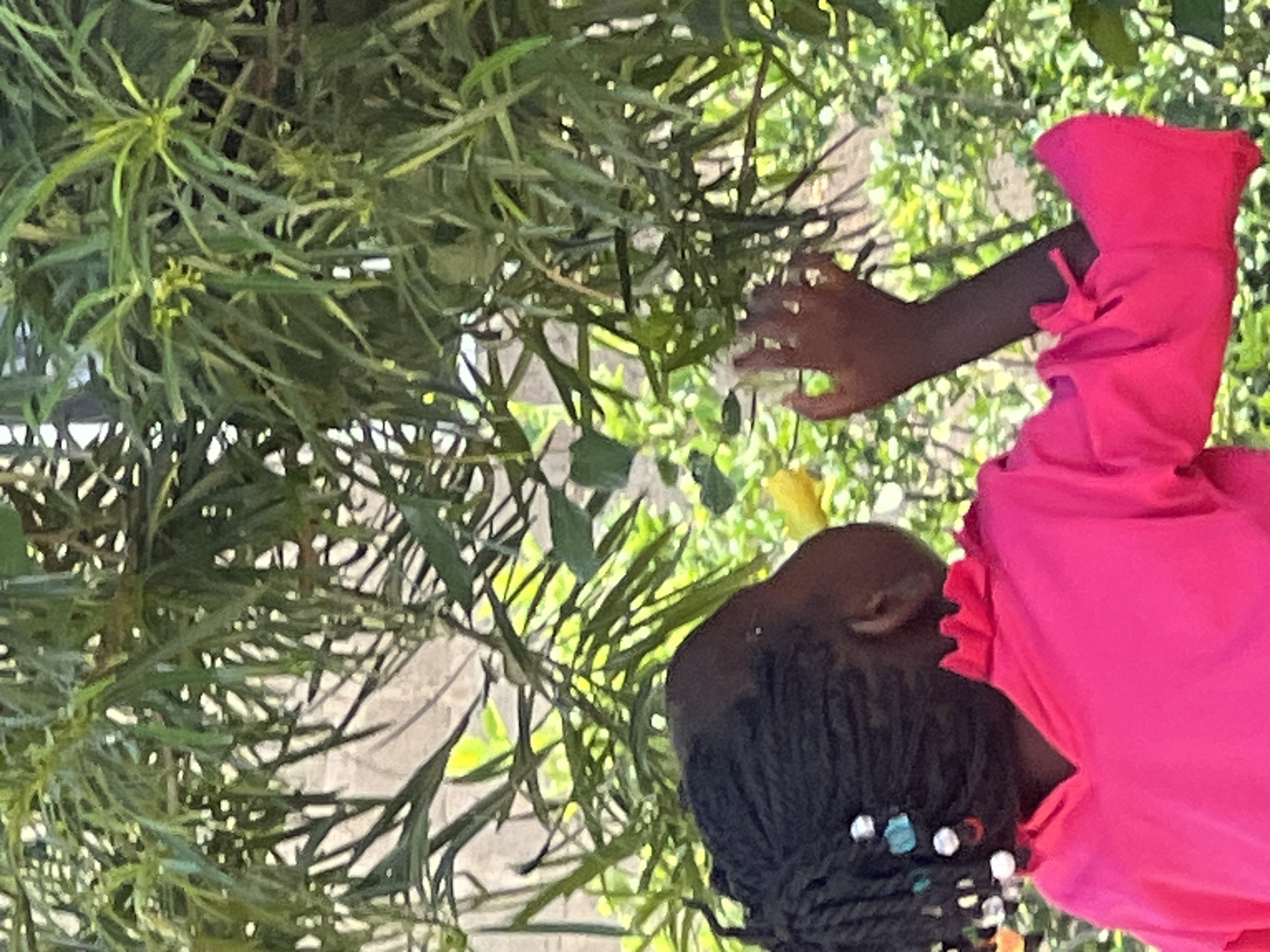 A young Black girl with braided hair adorned with beads is reaching for a yellow flower on a tree branch. She is wearing a bright pink long-sleeved shirt with a ruffled collar. The scene appears to be outdoors with lush green foliage. The background suggests a residential or garden area, possibly in Jos, Nigeria, given the vegetation and a glimpse of a stone wall. The image captures a moment of childhood curiosity and engagement with nature.