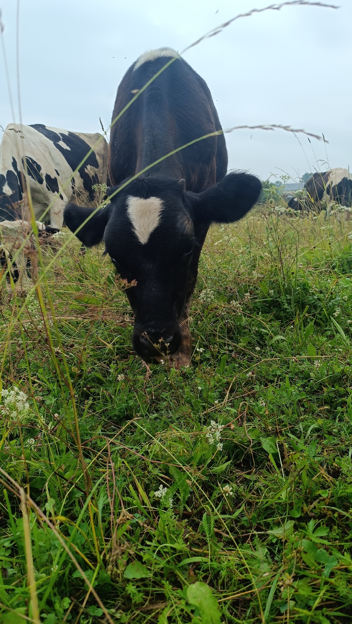 In an overcast outdoor scene, a young black and white calf is the central subject, its head lowered to graze in a lush green meadow. The calf has a distinctive white heart-shaped marking on its forehead. In the background, to the left, another black and white cow is partially visible, also grazing. The environment is natural, with tall grasses and small white wildflowers dotting the field. The sky is a muted grey, suggesting cloudy weather. There are no visible signs of urban infrastructure or human activity in the immediate vicinity, making it unlikely to be located within the city of Karsha, Russia.