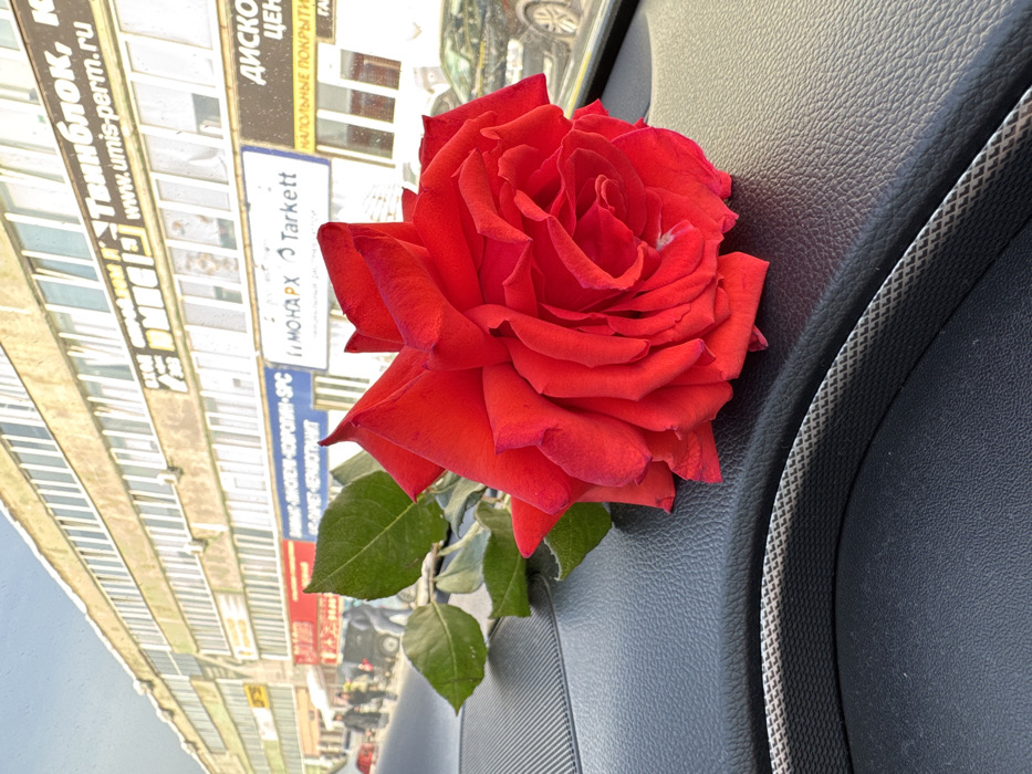 A single vibrant red rose, with a prominent green stem and leaves, rests horizontally on the dark, textured synthetic dashboard of a vehicle. The rose's petals are fully open and appear fresh.
Through the vehicle's windshield, an urban street scene in Perm, Russia, is visible. This location is confirmed by the signage "www.umis-perm.ru" on a background building. The sky above is bright, suggesting daylight conditions.
In the midground, several pedestrians are visible on a sidewalk to the left, appearing somewhat blurred. Multiple vehicles, including parked cars and a dark-colored sedan partially reflected on the right, are present on the street.
The background is dominated by a multi-story, light-colored commercial building featuring numerous rectangular windows. Attached to the building are several prominent signs. Readable signs include "Твинблок" and "www.umis-perm.ru" on a black banner, "ВАЛЕНКИ - ВОЙЛОК - КОВРОЛИН - SPC" on a blue banner, "МОНАРХ" with the "Tarkett" logo, and "ДИСКОНТ ЦЕНТР" (Discount Center). Traces of white material, possibly snow or frost, are visible on the building's upper ledges and window sills.
No specific actions or interactions beyond general urban movement are discernible; the rose is statically placed on the dashboard. The environment is an active, commercial urban setting.