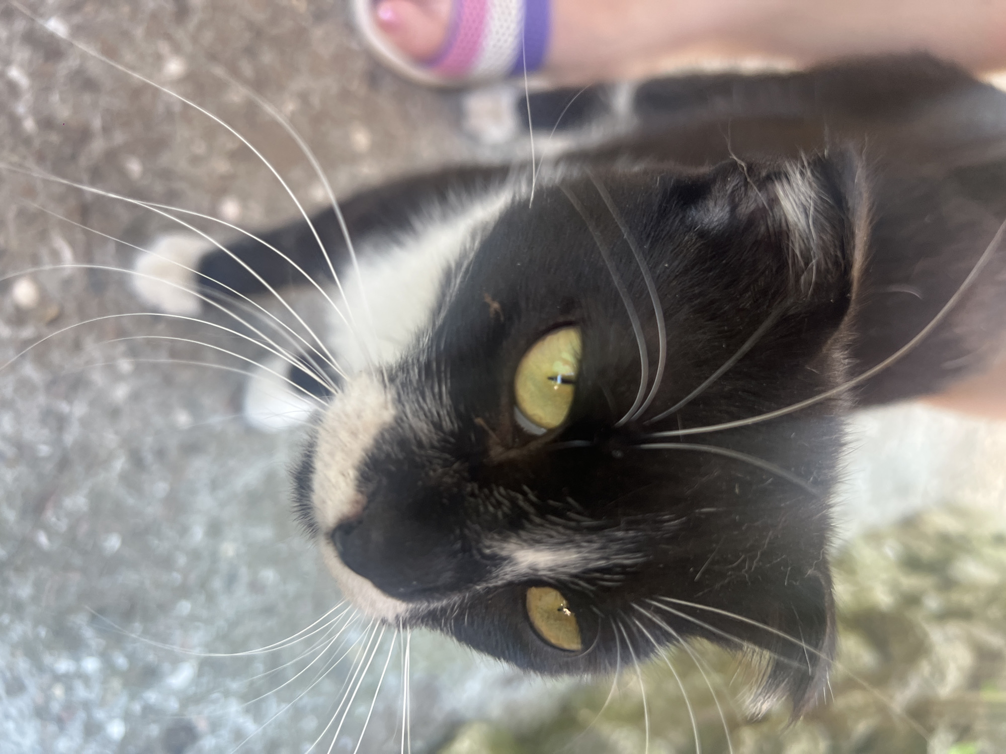 In an outdoor setting, a black and white cat with striking yellow eyes is the primary subject. The cat is partially in focus, with its head and upper body visible. Its fur has distinct black and white markings, and its whiskers are prominent. To the left of the cat, a person's leg and foot are visible, wearing a sandal with purple and white stripes. The background is blurred, showing hints of greenery and a rough, textured surface that appears to be concrete or pavement. The lighting suggests it is daytime.