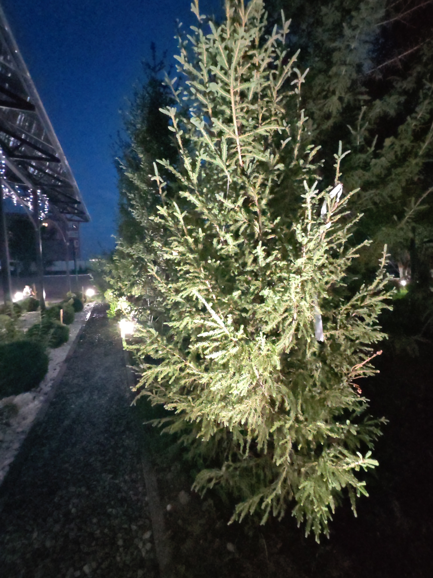 The image depicts an outdoor scene at dusk or night, with artificial lighting illuminating the foliage of several coniferous trees. In the foreground, a large evergreen tree with a lit path to its left is the primary subject. The path, made of dark gravel and edged with white stones, leads towards a structure with a glass roof and string lights, suggesting a park, garden, or event space. Several spherical lights are positioned along the path, casting a warm glow on the surrounding low-lying bushes and gravel. The background is dark, with the silhouettes of more trees visible against the deep blue night sky. A white tag or ribbon is attached to a branch of the foreground tree. The overall ambiance is serene and illuminated, with the natural and artificial lights creating a picturesque environment. The location is identified as being in Kokshetau, Kazakhstan, a city known for its natural beauty and parks.
