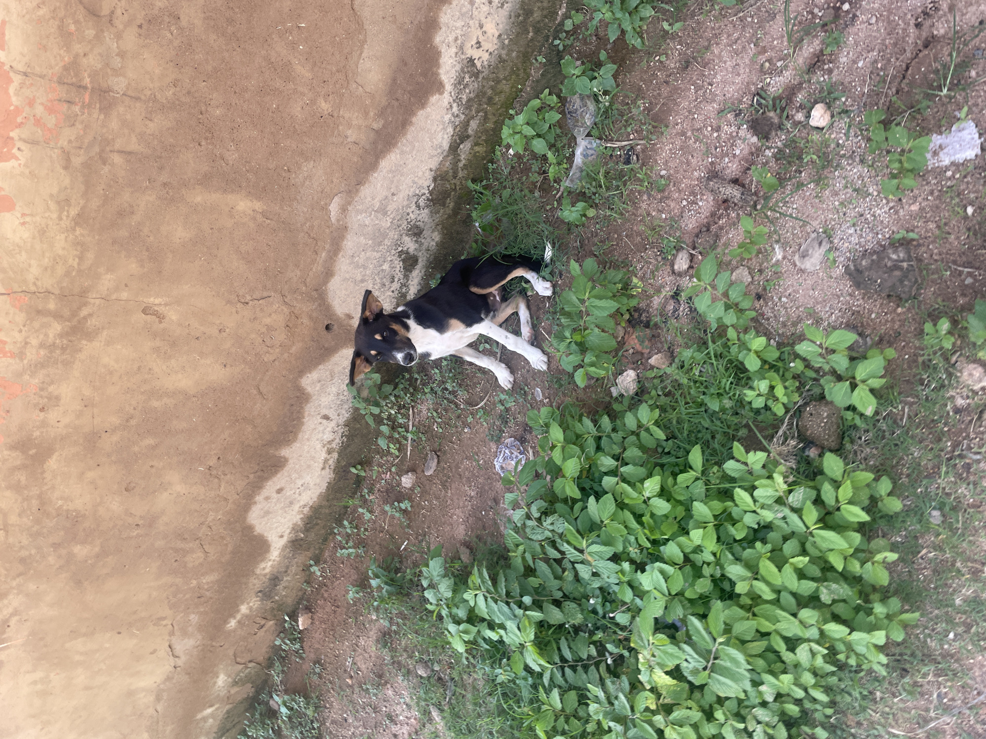 A medium-sized, tri-colored dog, predominantly black with white and tan markings, is seated on a dirt ground beside a textured, weathered wall. The dog is positioned to the left of the frame, facing towards the left and slightly upwards, with its ears perked. The wall, which occupies the upper portion of the image, is a pale brown or ochre color with visible cracks and some reddish-orange paint or staining near the top edge. The ground is a mix of reddish-brown dirt, small pebbles, and patches of green vegetation, including a dense cluster of leafy green plants on the left side of the dog. There are also a few pieces of debris, including a crumpled plastic bag, scattered on the ground. The scene appears to be outdoors in an unpaved area, potentially in a less developed part of Jalingo, Nigeria.