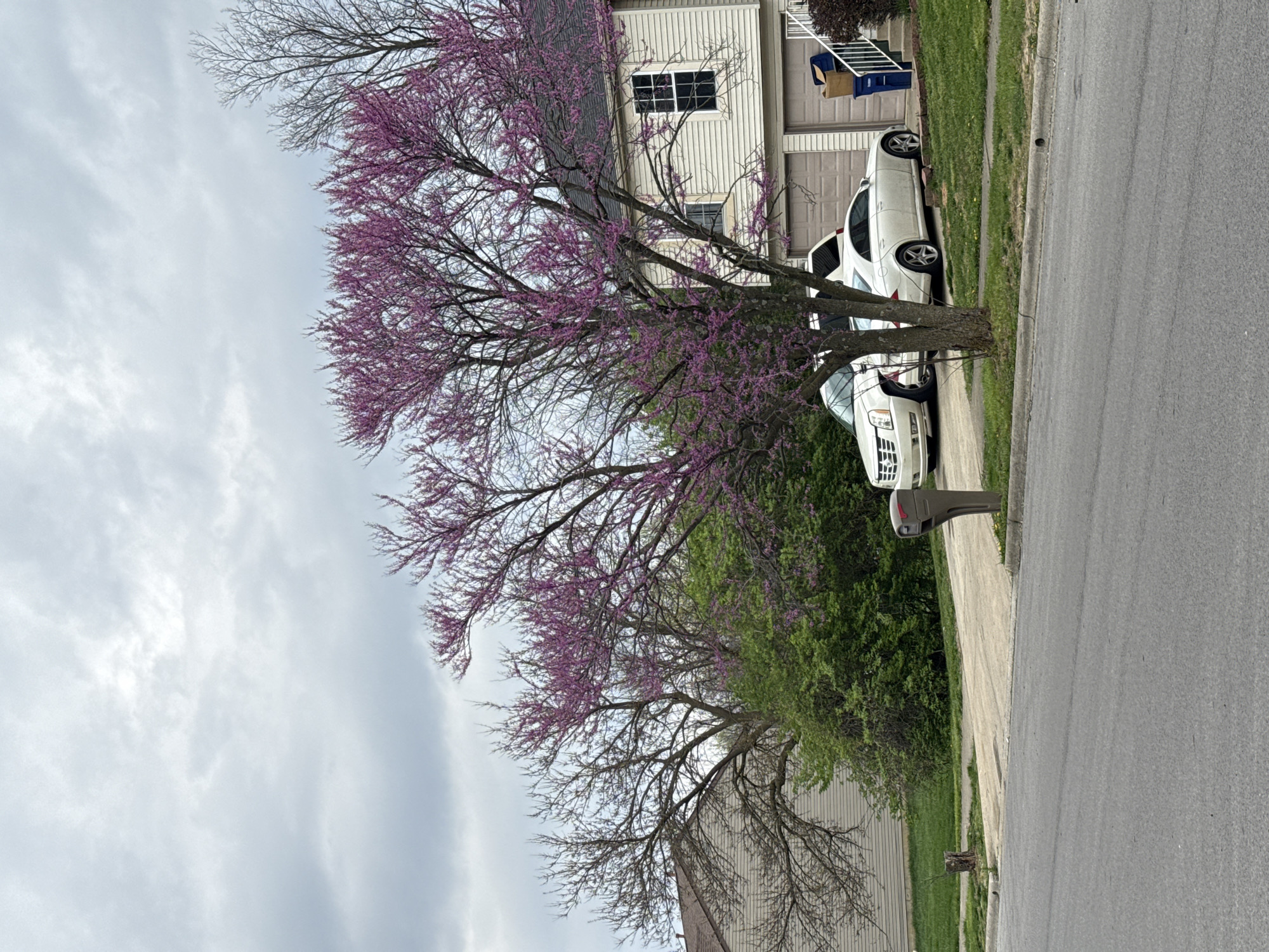The image depicts a residential street in Columbus, Ohio, United States. The scene includes a two-story house with light-colored siding and a garage. A tree with bare branches and vibrant purple blossoms stands in the yard. Two white cars are parked on the street. A mailbox is visible near the curb. The sky is overcast. The street is paved, with a sidewalk running along the side of the house. Green grass is visible in the yard.