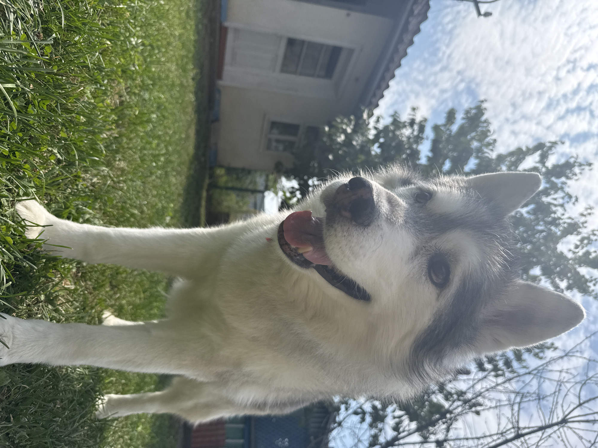 An eye-level medium shot captures a close-up of a Siberian Husky in a backyard. The dog is facing the camera with its mouth open and tongue slightly visible, appearing to be panting or smiling. Its fur is a mix of white and grey, with distinctive markings around its eyes and ears. The dog is standing on a patch of green grass, which is in sharp focus in the foreground. Behind the dog, the background is slightly blurred, showing a small, light-colored house with a white door and windows, a tree with green foliage, and a bright blue sky with scattered clouds. The lighting suggests it is daytime, possibly late morning or early afternoon, with sunlight casting shadows on the grass.
