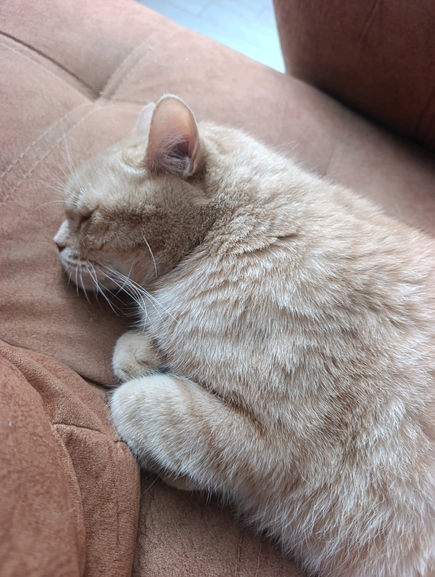 A light brown cat is sleeping on a brown couch. The cat's eyes are closed, and its paws are tucked under its body. The couch has a textured surface. The background is blurry and appears to be an indoor setting. There are no people visible in the image. The image does not provide any information about the location in the city of Ivanovka, Russia.