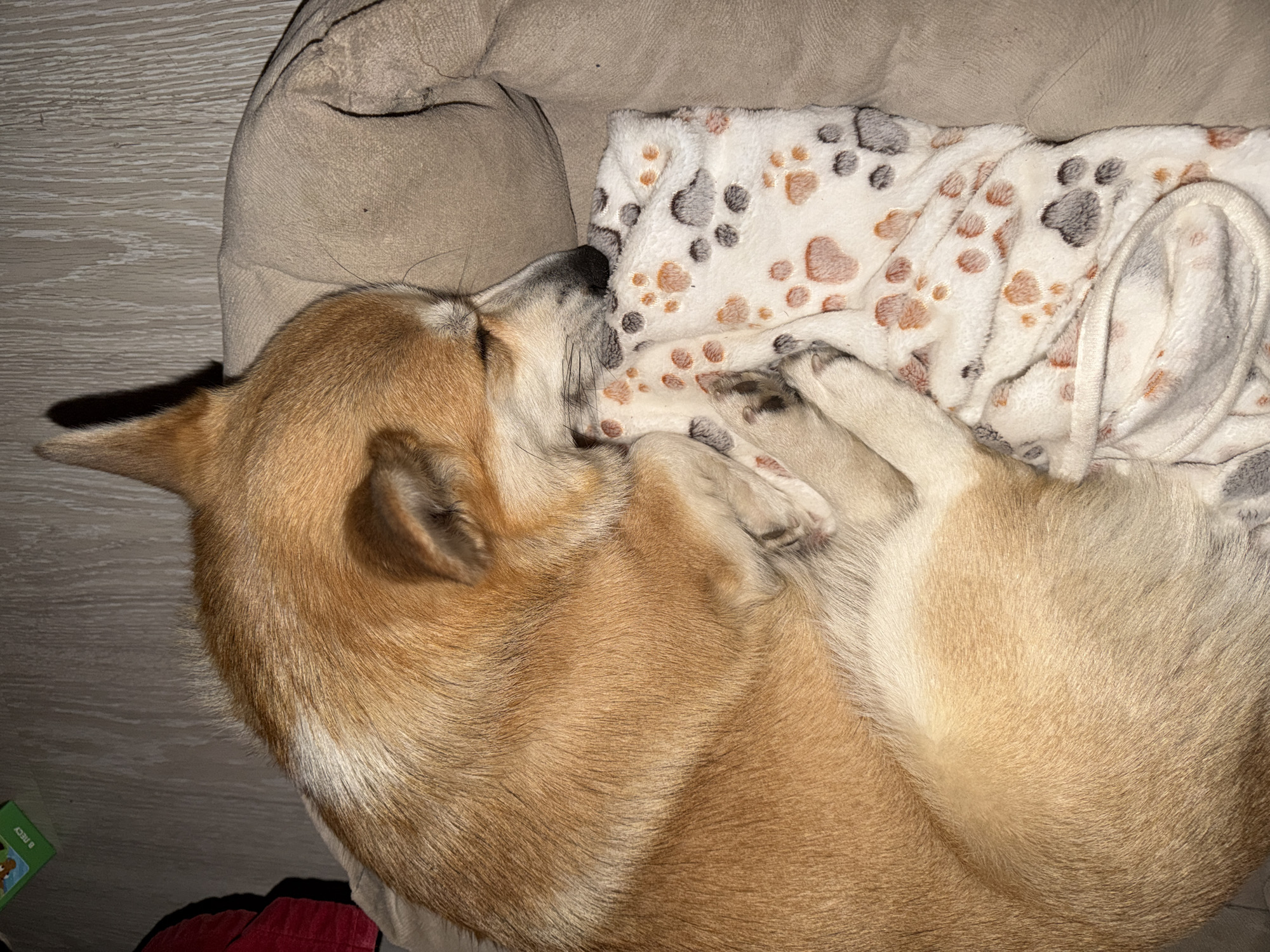 A Shiba Inu dog is curled up asleep in a beige dog bed. The dog is lying on a white blanket with paw print designs in brown and grey. The scene appears to be indoors.