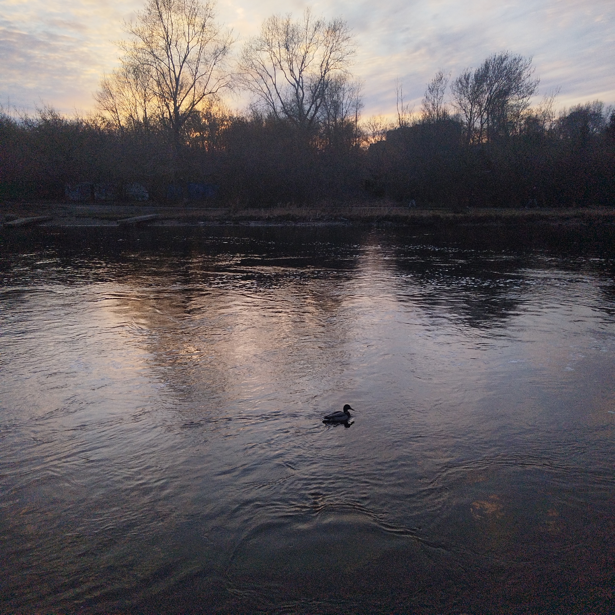 The image depicts a river scene in Yekaterinburg, Russia, at dusk or dawn. A single duck swims in the middle of the river. The water is dark, reflecting the sky and surrounding trees. The far bank is lined with dark trees, their bare branches silhouetted against the colorful sky. The sky is light with hints of orange, yellow and blue at the horizon. Some logs or wooden structures are visible along the riverbank on the left side of the image. The overall scene is serene and natural.
