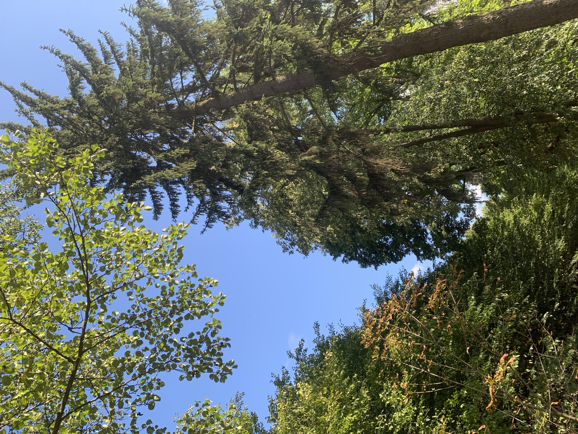The image depicts a view looking upwards through a canopy of trees towards a clear blue sky. The scene is dominated by lush green foliage of deciduous and coniferous trees. In the upper left, a portion of a deciduous tree with bright green leaves and some dark berries is visible against the sky. To the right, a tall coniferous tree, likely a spruce or fir, with dark green needles and drooping branches, takes up a significant portion of the frame. In the lower left, a mix of deciduous trees shows variations in leaf color, with some leaves exhibiting autumnal hues of orange and brown. The overall impression is one of a serene natural setting, possibly a park or a forest area within or on the outskirts of the city of Lviv, Ukraine. No people or specific man-made structures are visible in the image. The lighting suggests it is daytime, with sunlight filtering through the leaves and creating dappled patterns.