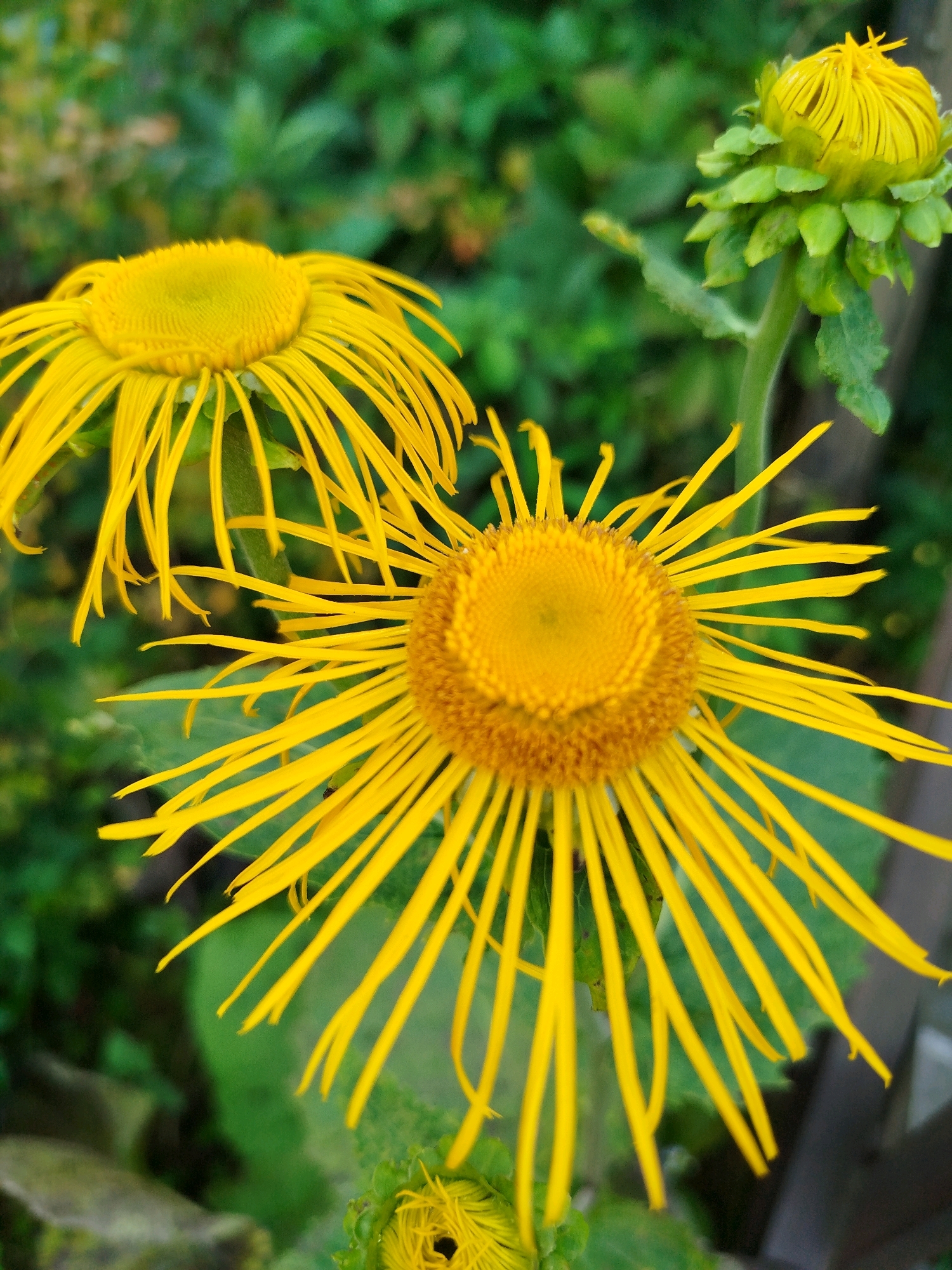 In the city of Chkalovskoye SNT, Russia, a close-up shot captures three bright yellow flowers in various stages of bloom against a blurred green background of foliage. The foreground is dominated by a large, fully open flower, its numerous ray florets fanning out from a central disk. To the left and slightly behind, another open flower is visible, its details less distinct due to the shallow depth of field. In the upper right, a bud is seen, its green sepals enclosing the tightly packed yellow petals. The lighting suggests an outdoor setting, likely during daylight hours, with the focus on the vibrant yellow hues of the flowers.