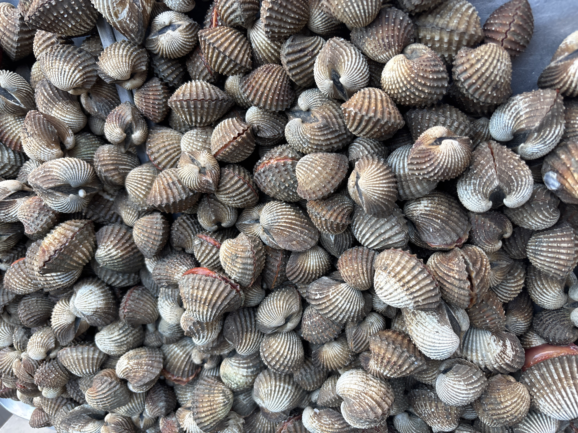 The image shows a dense pile of cockles. The cockles are various shades of brown and gray, with ribbed shells. Some of the cockles are slightly open, revealing reddish flesh. The scene appears to be in Baan Chaweng Noi, Thailand, as the image was geo-located there. There is nothing indicating any specific person, action, or interaction. The environment seems to be a display or storage area for the cockles.