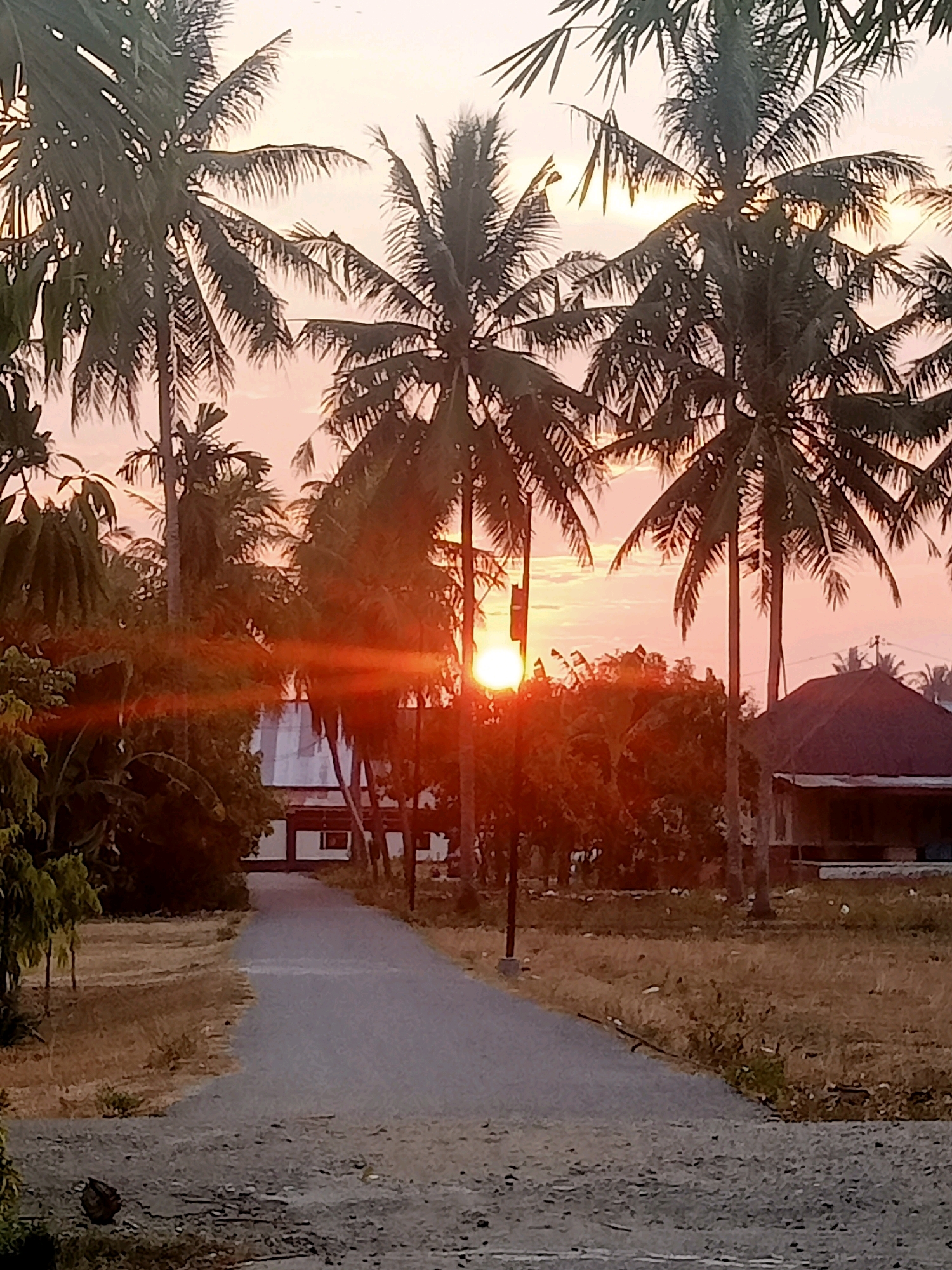 The image depicts a tropical sunset with the sun peeking through tall palm trees. A paved road leads into the distance, flanked by dry grass and vegetation. On the right side of the road, a building with a dark, pitched roof is visible. The sky is a gradient of pink and orange, characteristic of a sunset. The scene appears to be an exterior view in a rural or semi-rural area, likely in Mongolato, Indonesia, given the presence of palm trees and tropical vegetation. There are no people or animals clearly visible in the frame. The lighting suggests it is late afternoon or early evening.